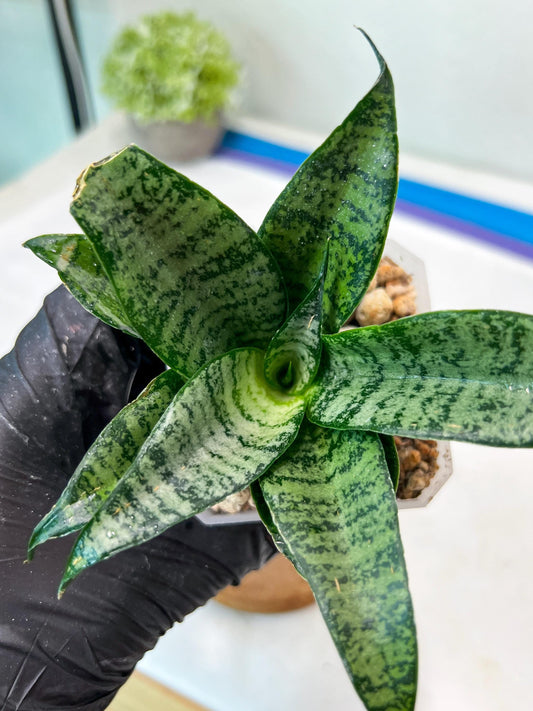 Sansevieria Mayang (#Ha76) | Imported Hybrids