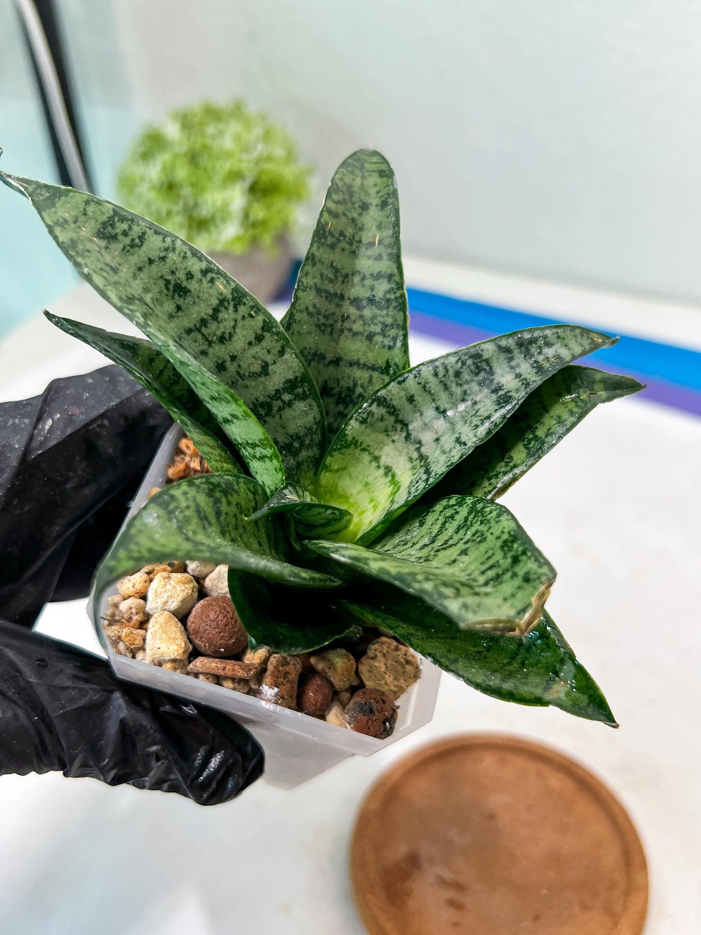 Sansevieria Mayang (#Ha76) | Imported Hybrids