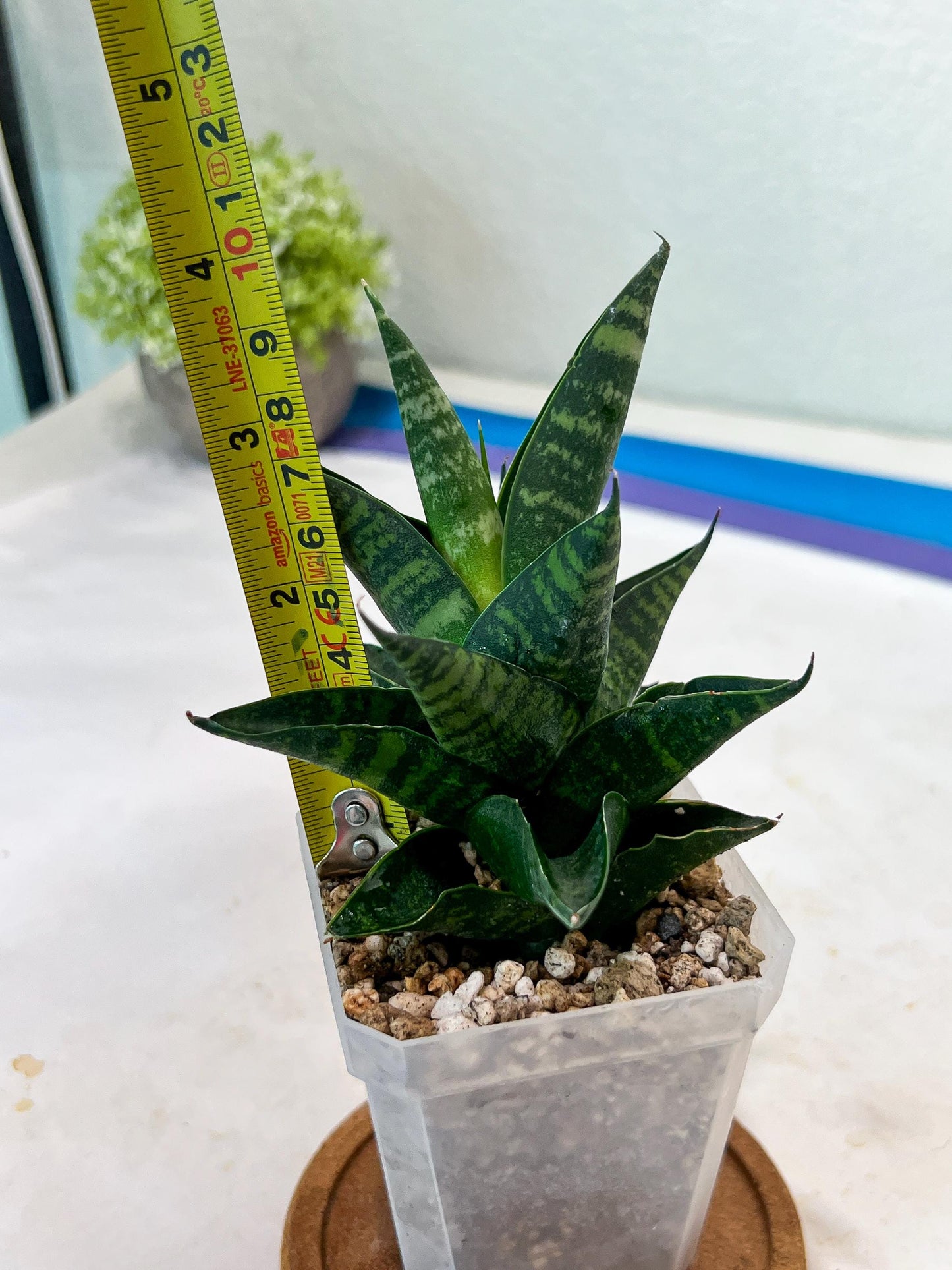 Sansevieria Motomo x Boncel (#Ha78) | Imported Hybrids