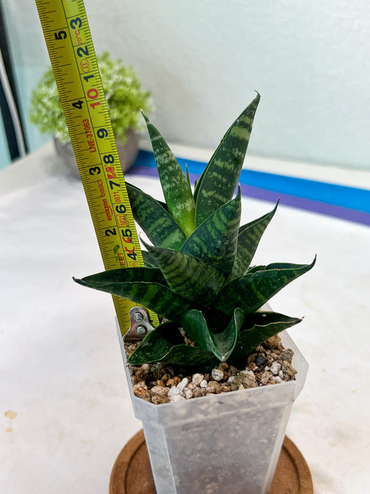 Sansevieria Motomo x Boncel (#Ha78) | Imported Hybrids