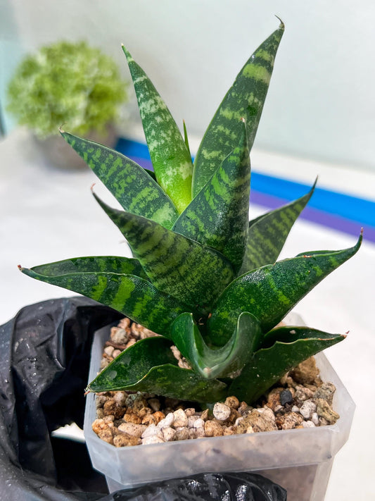 Sansevieria Motomo x Boncel (#Ha78) | Imported Hybrids