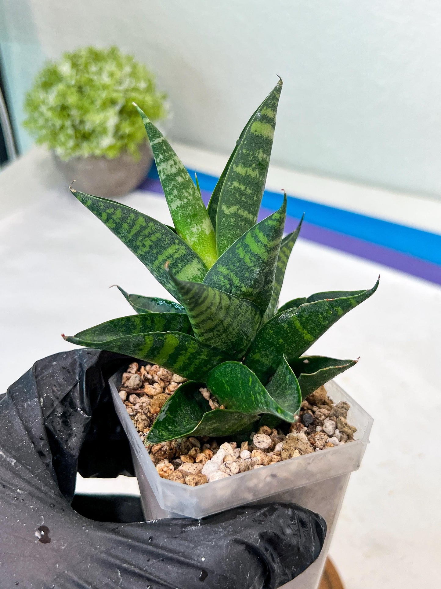 Sansevieria Motomo x Boncel (#Ha78) | Imported Hybrids