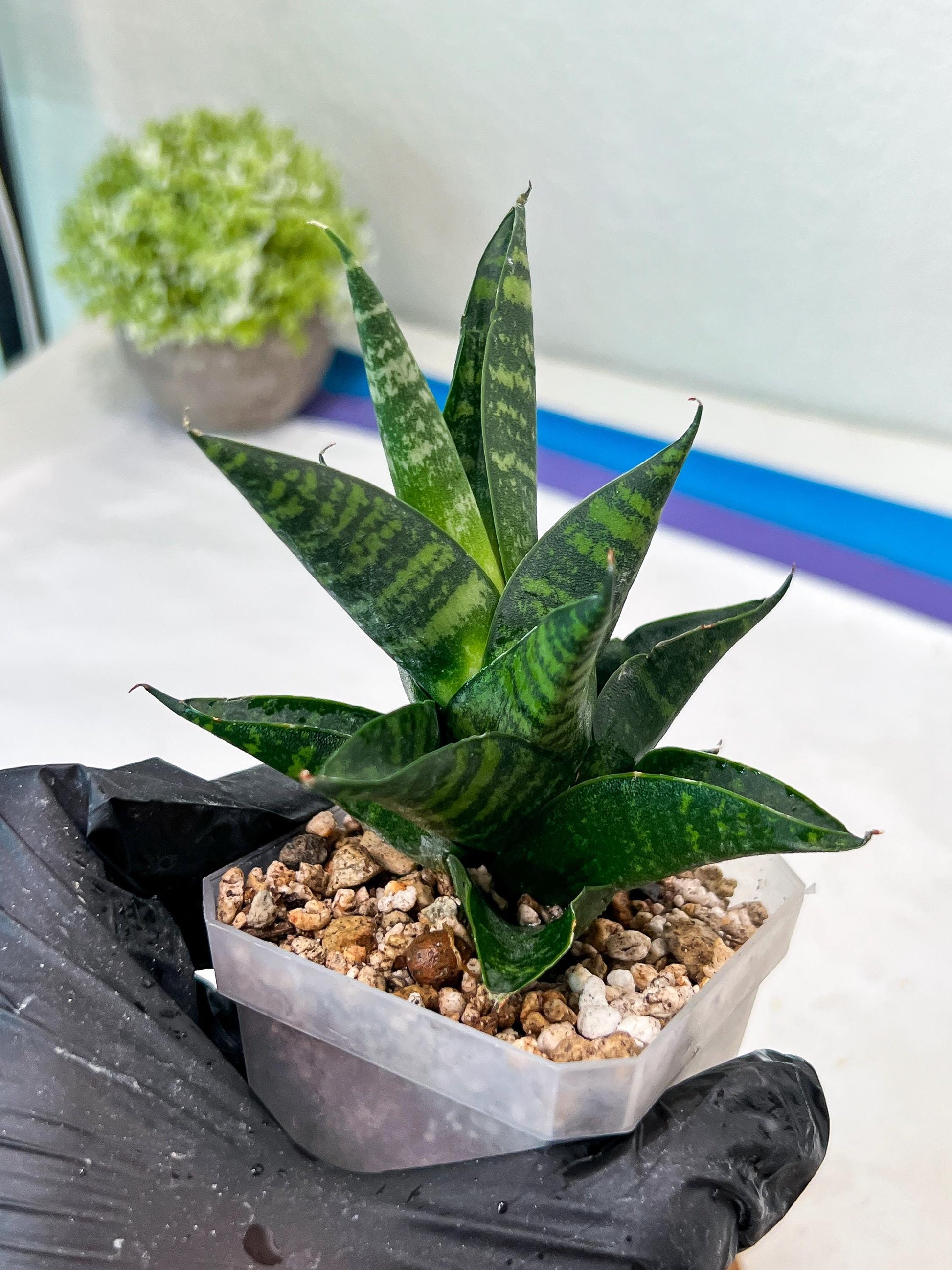 Sansevieria Motomo x Boncel (#Ha78) | Imported Hybrids