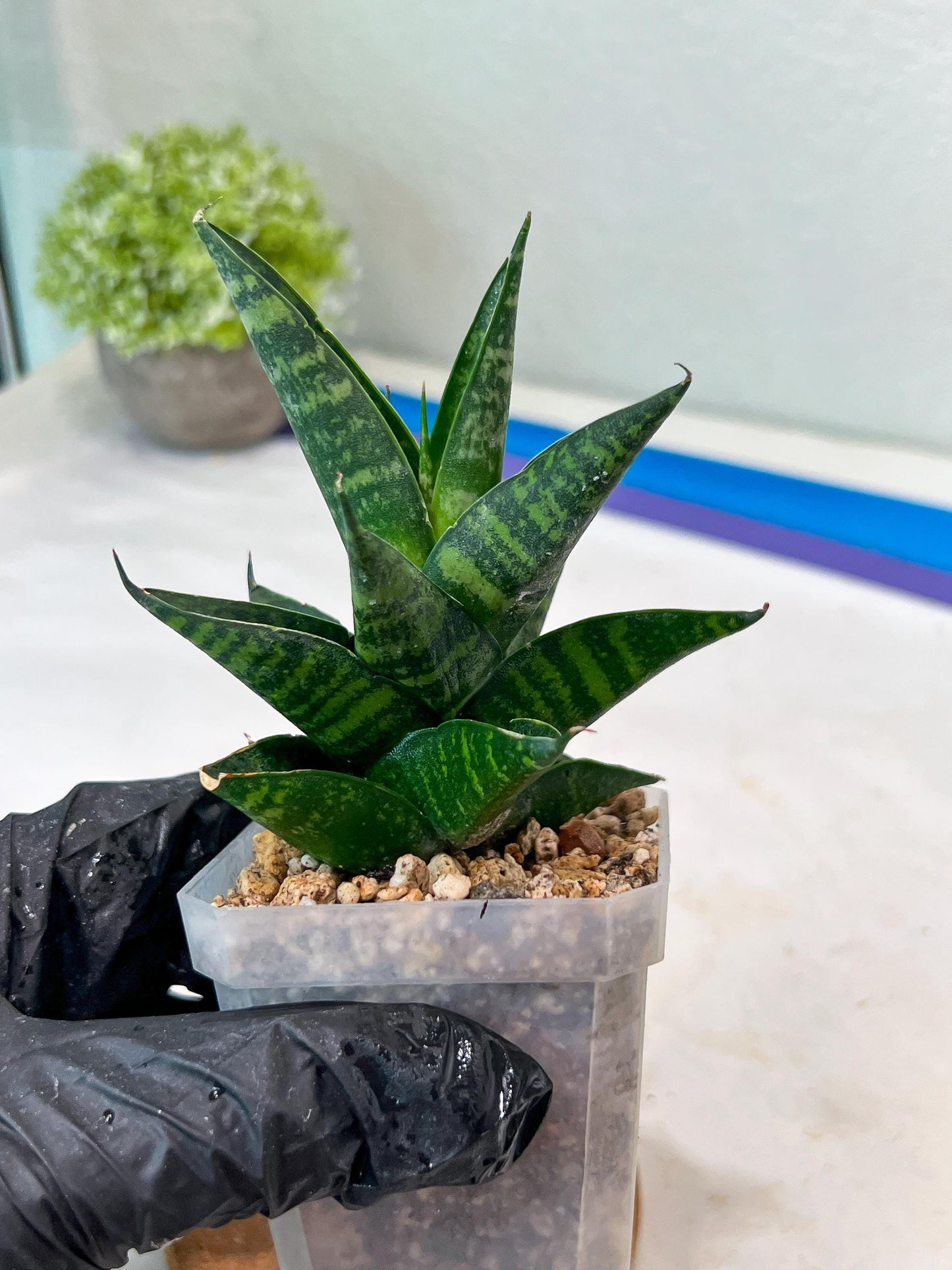 Sansevieria Motomo x Boncel (#Ha78) | Imported Hybrids