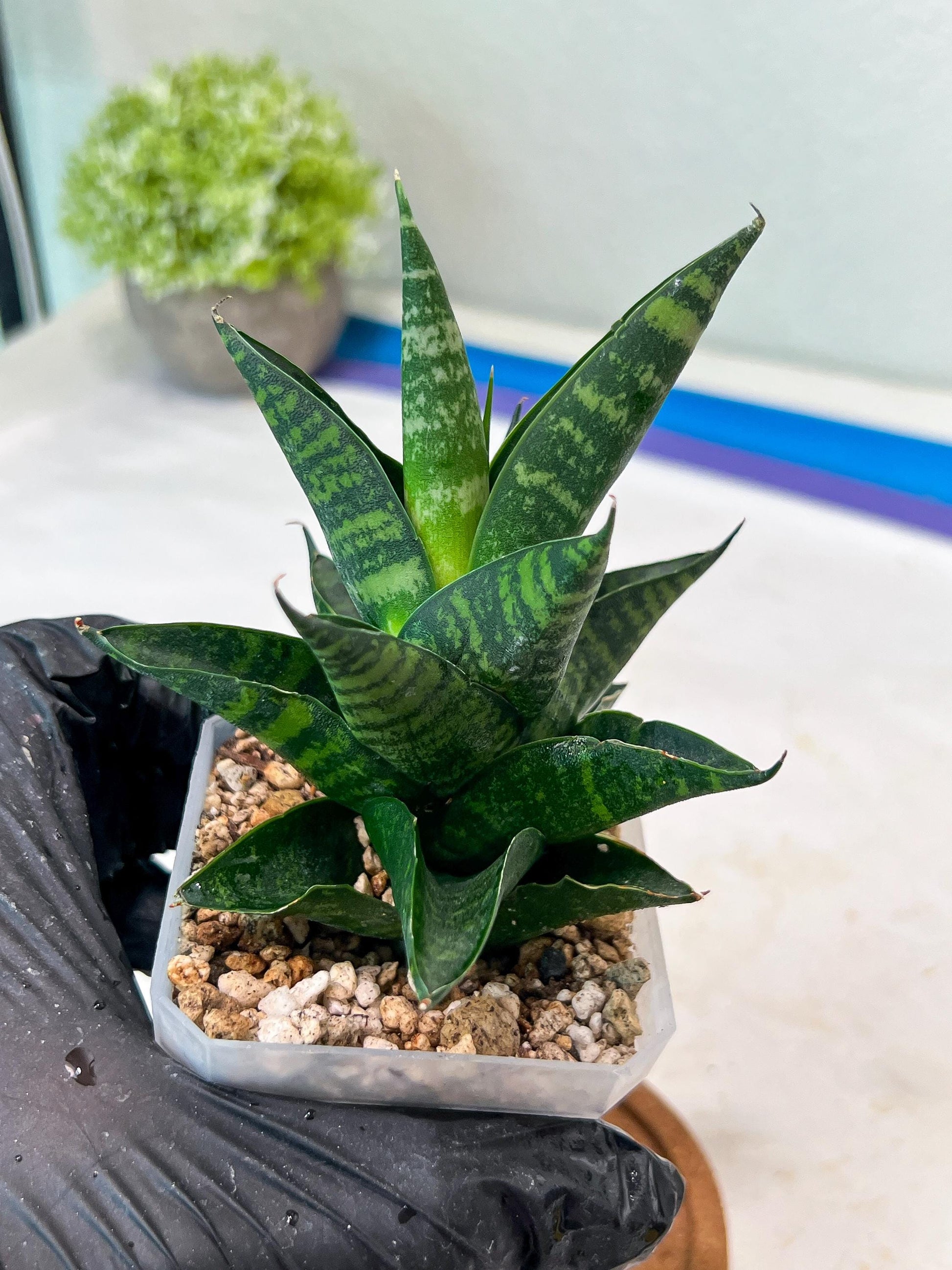 Sansevieria Motomo x Boncel (#Ha78) | Imported Hybrids