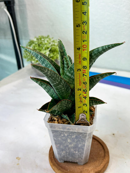 Sansevieria Samosir (#Ha82) | Imported Hybrids