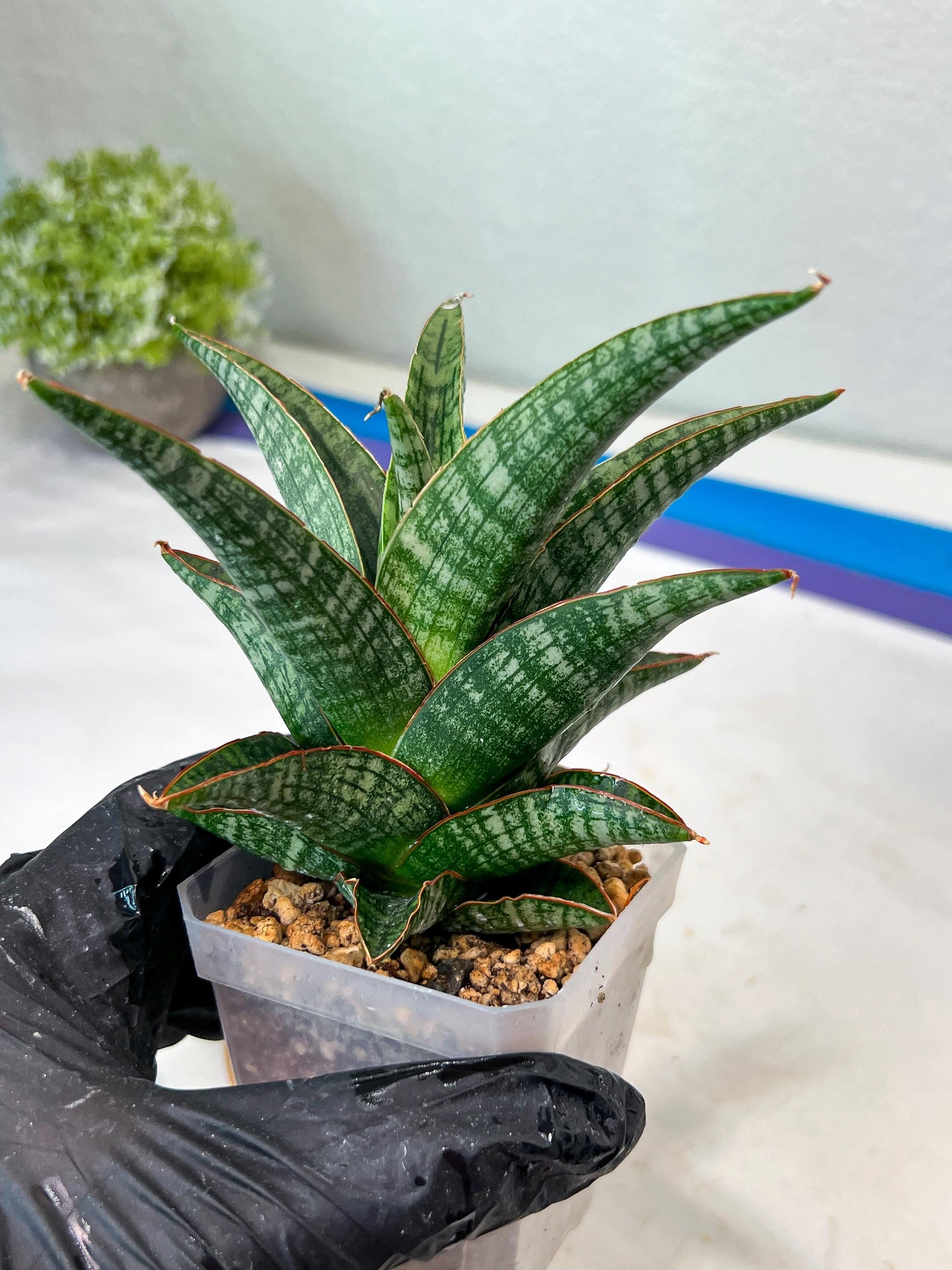 Sansevieria Samosir (#Ha82) | Imported Hybrids