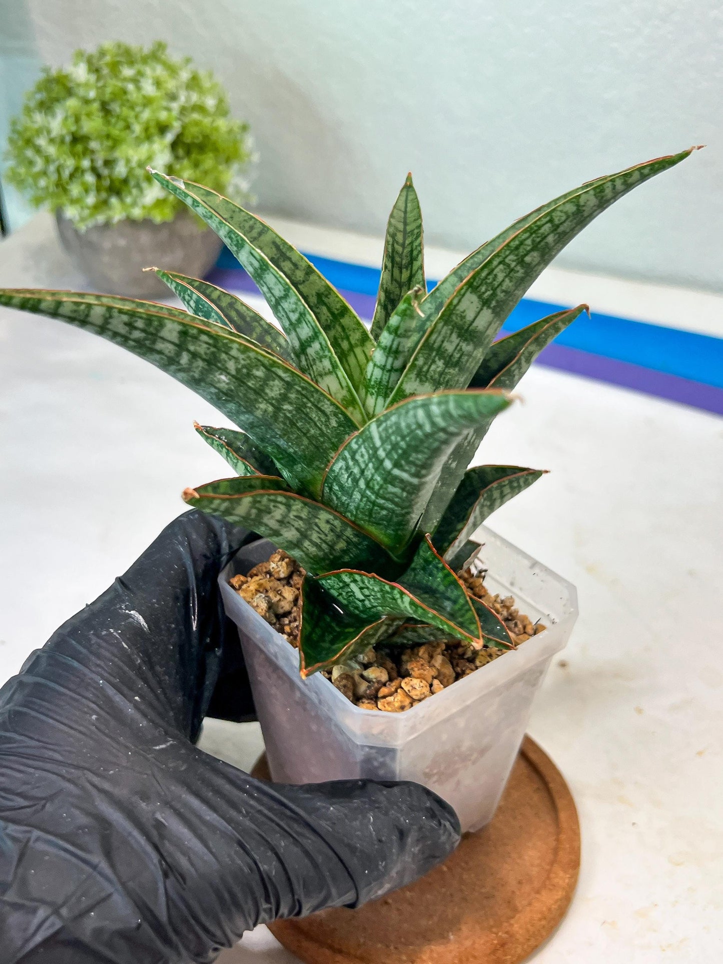Sansevieria Samosir (#Ha82) | Imported Hybrids