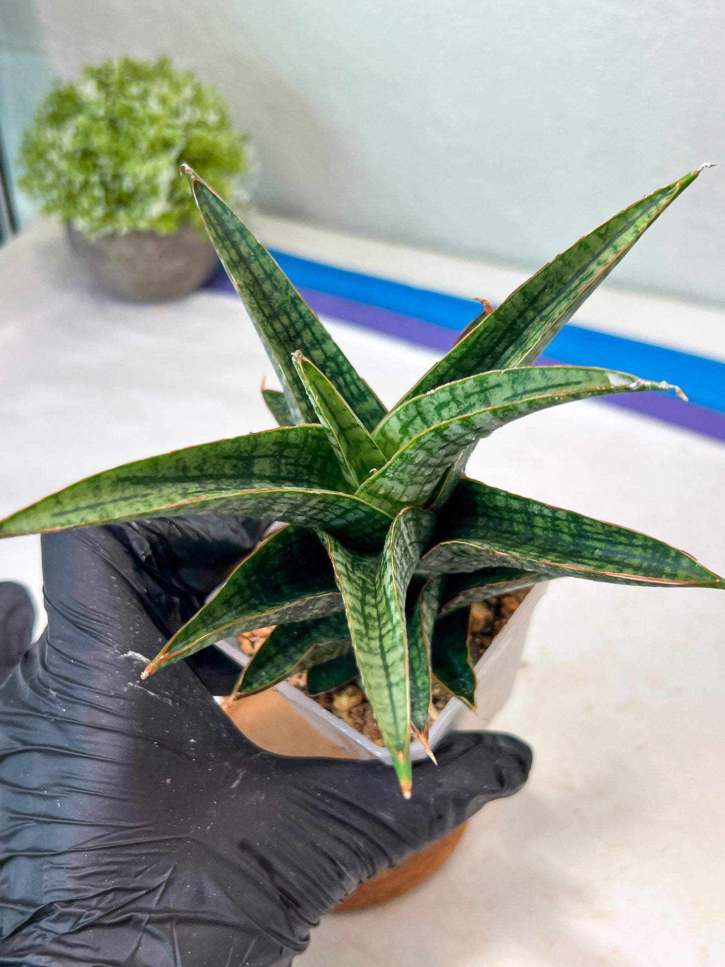 Sansevieria Samosir (#Ha82) | Imported Hybrids