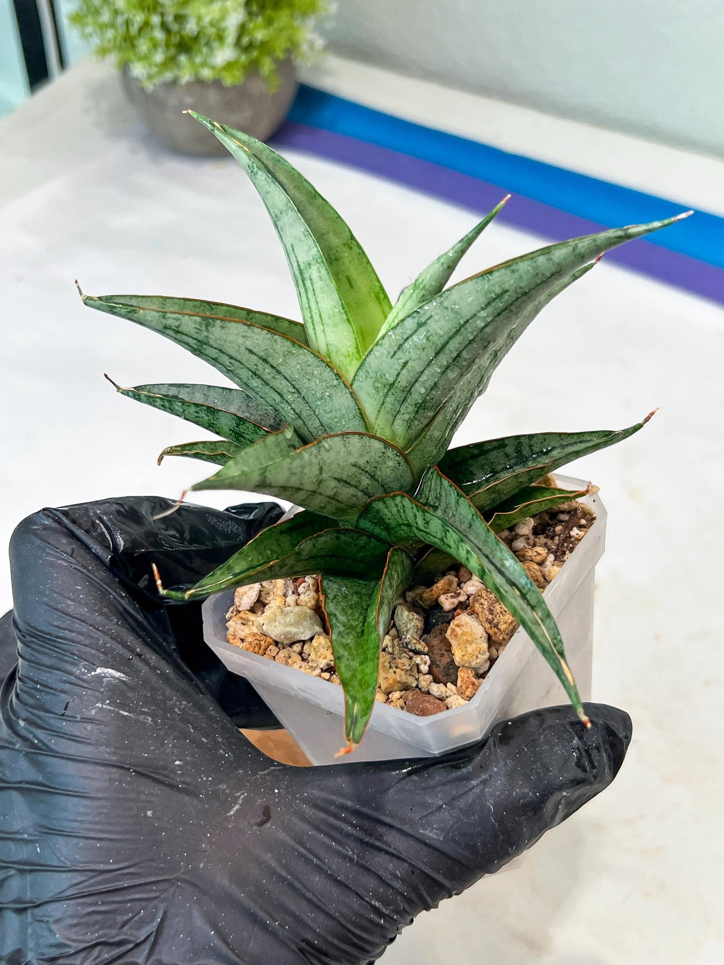 Sansevieria Serayu (#Ha83) | Imported Hybrids
