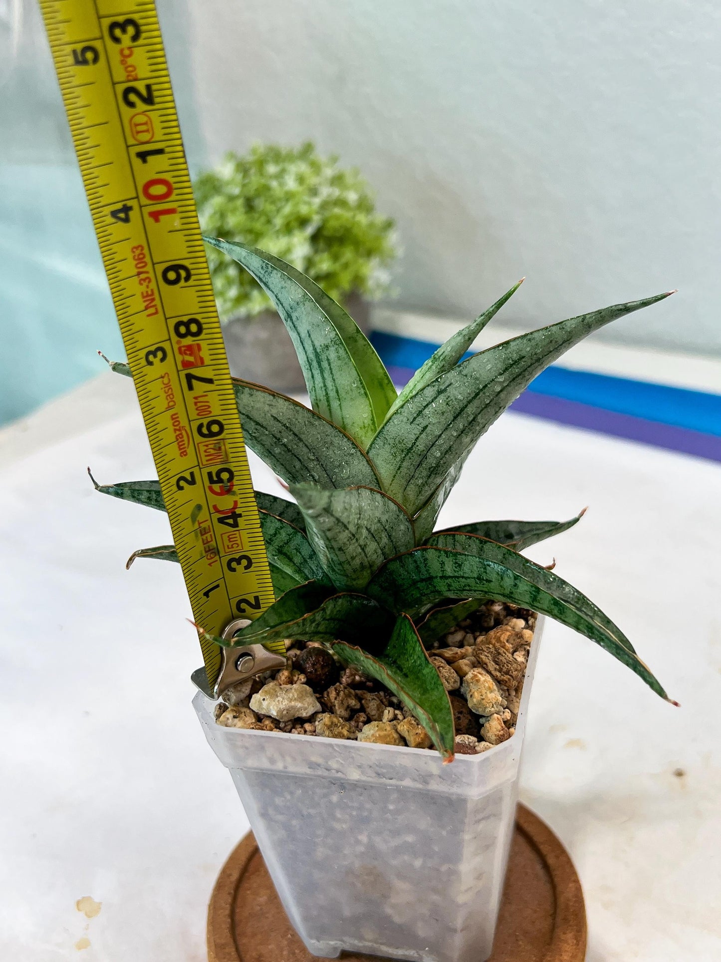 Sansevieria Serayu (#Ha83) | Imported Hybrids