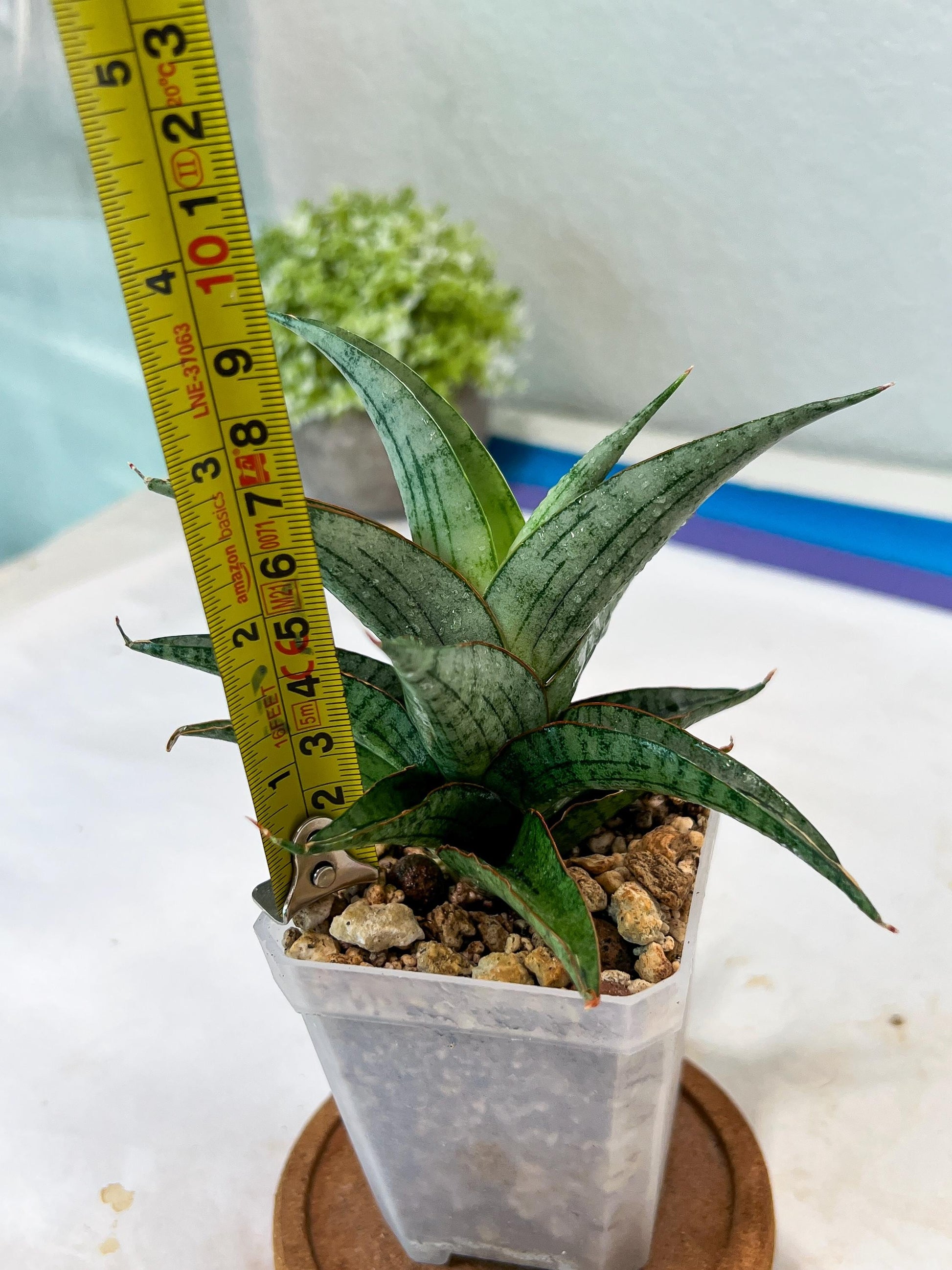 Sansevieria Serayu (#Ha83) | Imported Hybrids