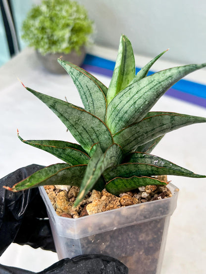 Sansevieria Serayu (#Ha83) | Imported Hybrids