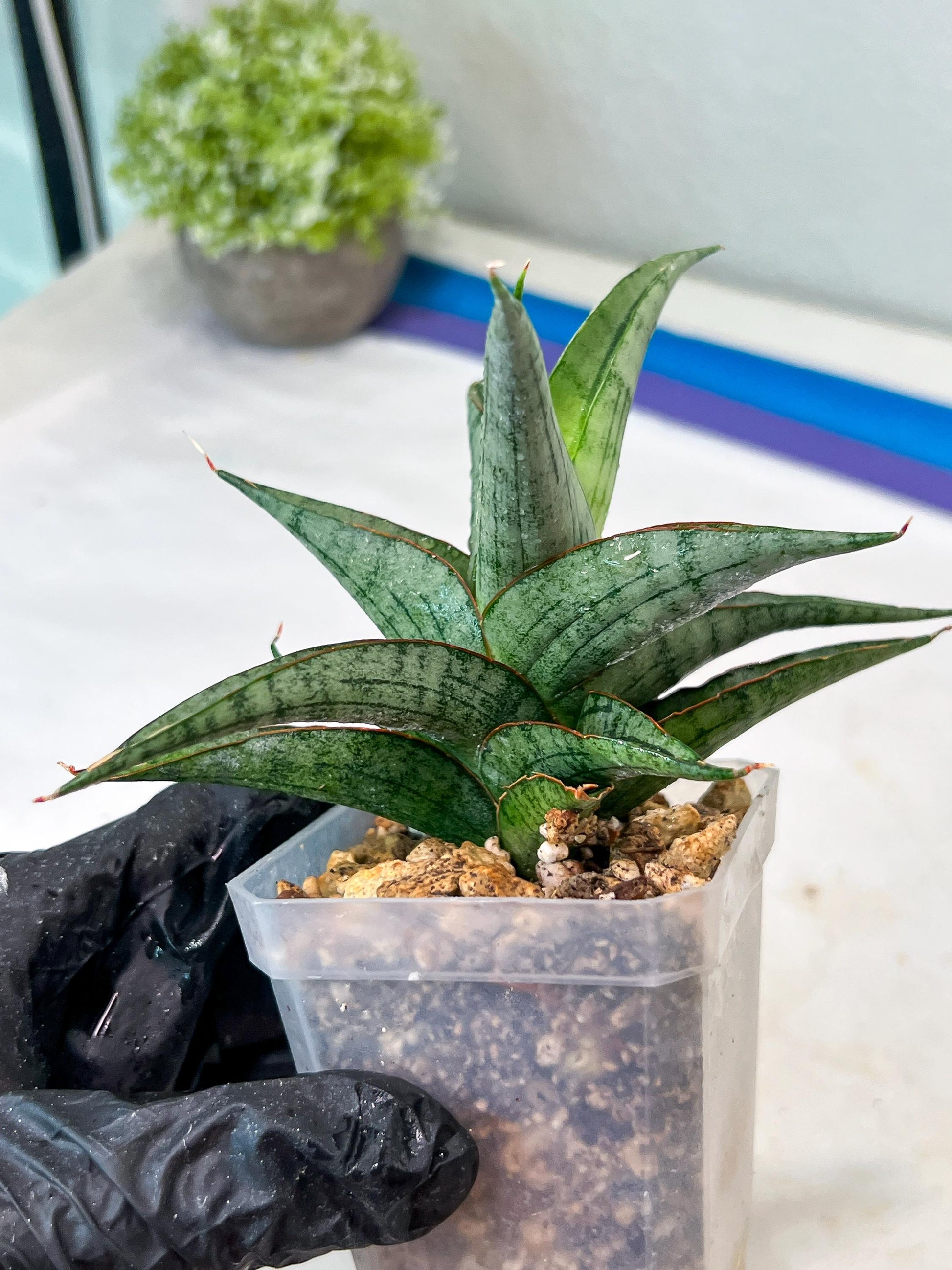 Sansevieria Serayu (#Ha83) | Imported Hybrids