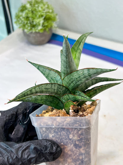 Sansevieria Serayu (#Ha83) | Imported Hybrids