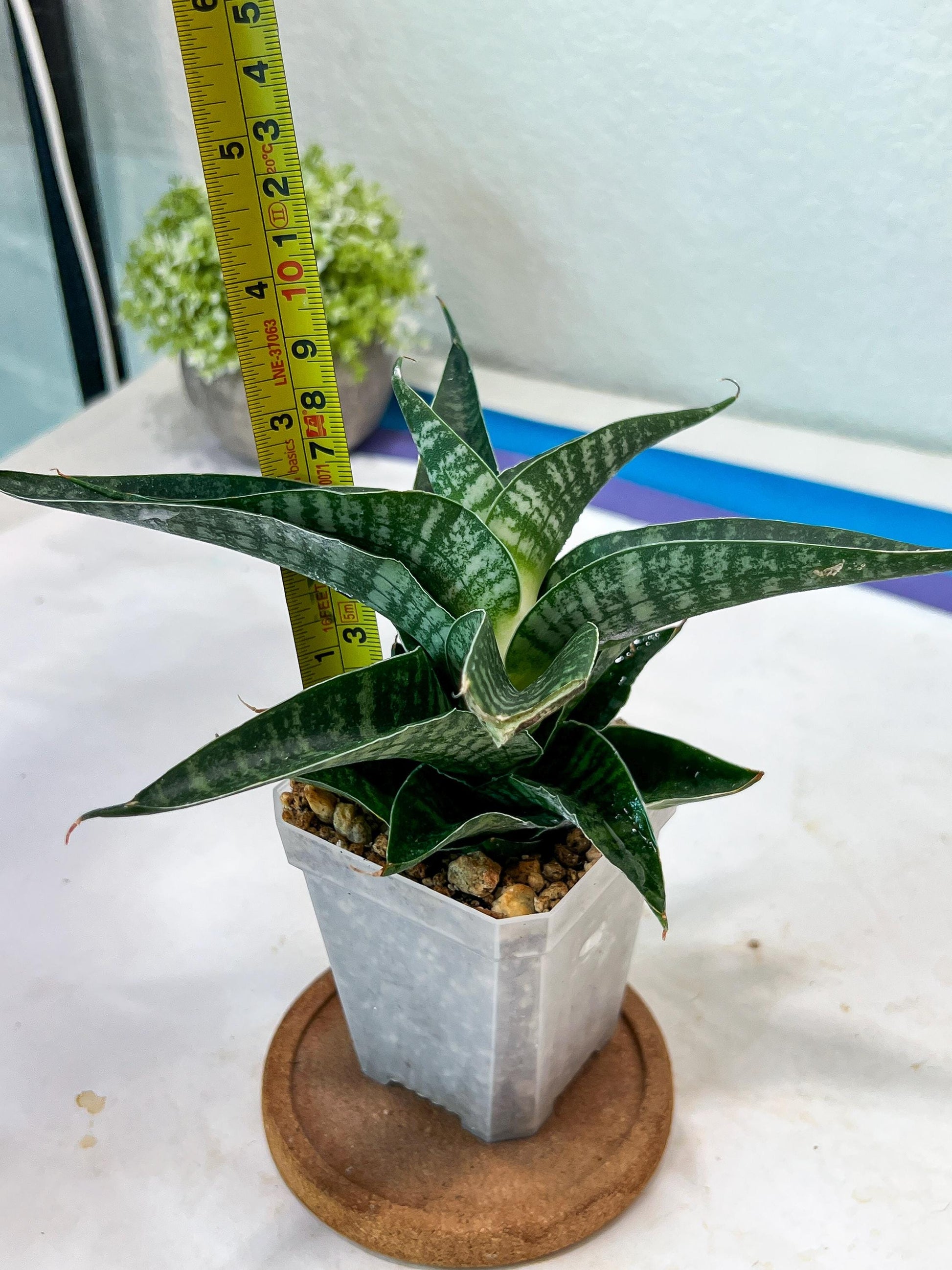sansevieria Silver Light Mottled (#Ha85) | Imported Hybrids