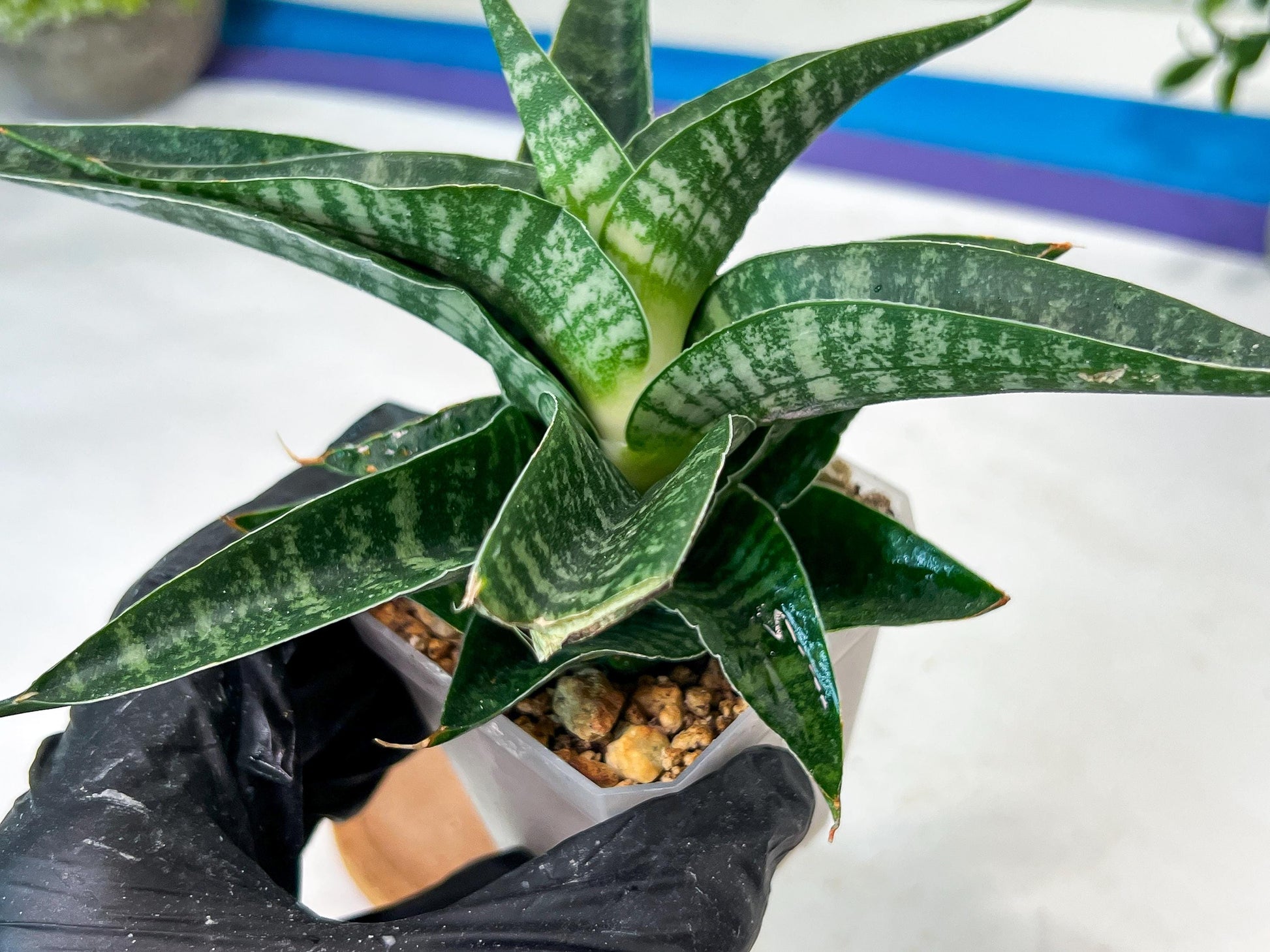 sansevieria Silver Light Mottled (#Ha85) | Imported Hybrids