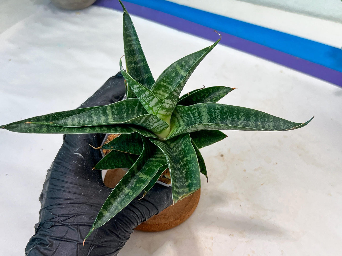 sansevieria Silver Light Mottled (#Ha85) | Imported Hybrids