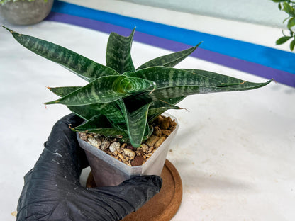 sansevieria Silver Light Mottled (#Ha85) | Imported Hybrids