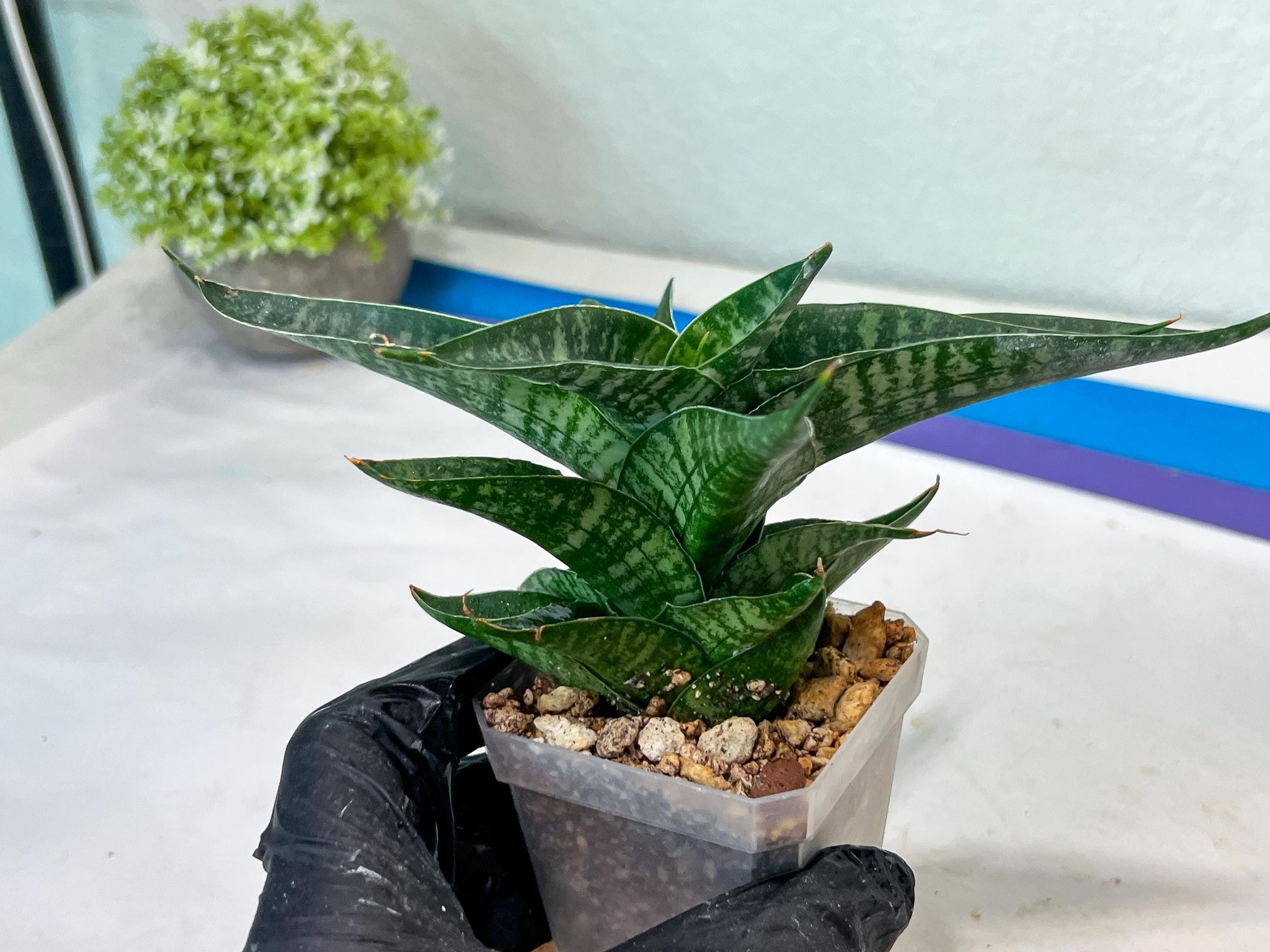 sansevieria Silver Light Mottled (#Ha85) | Imported Hybrids