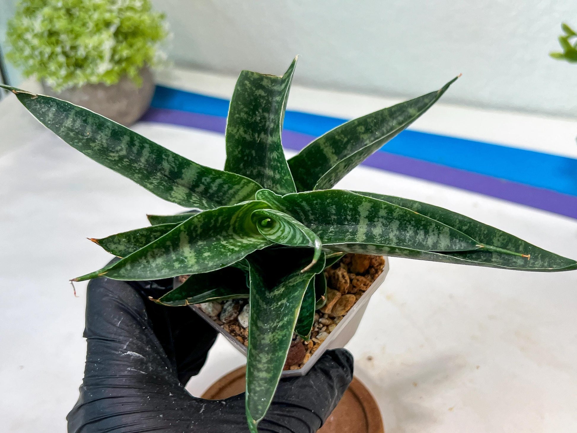 sansevieria Silver Light Mottled (#Ha85) | Imported Hybrids