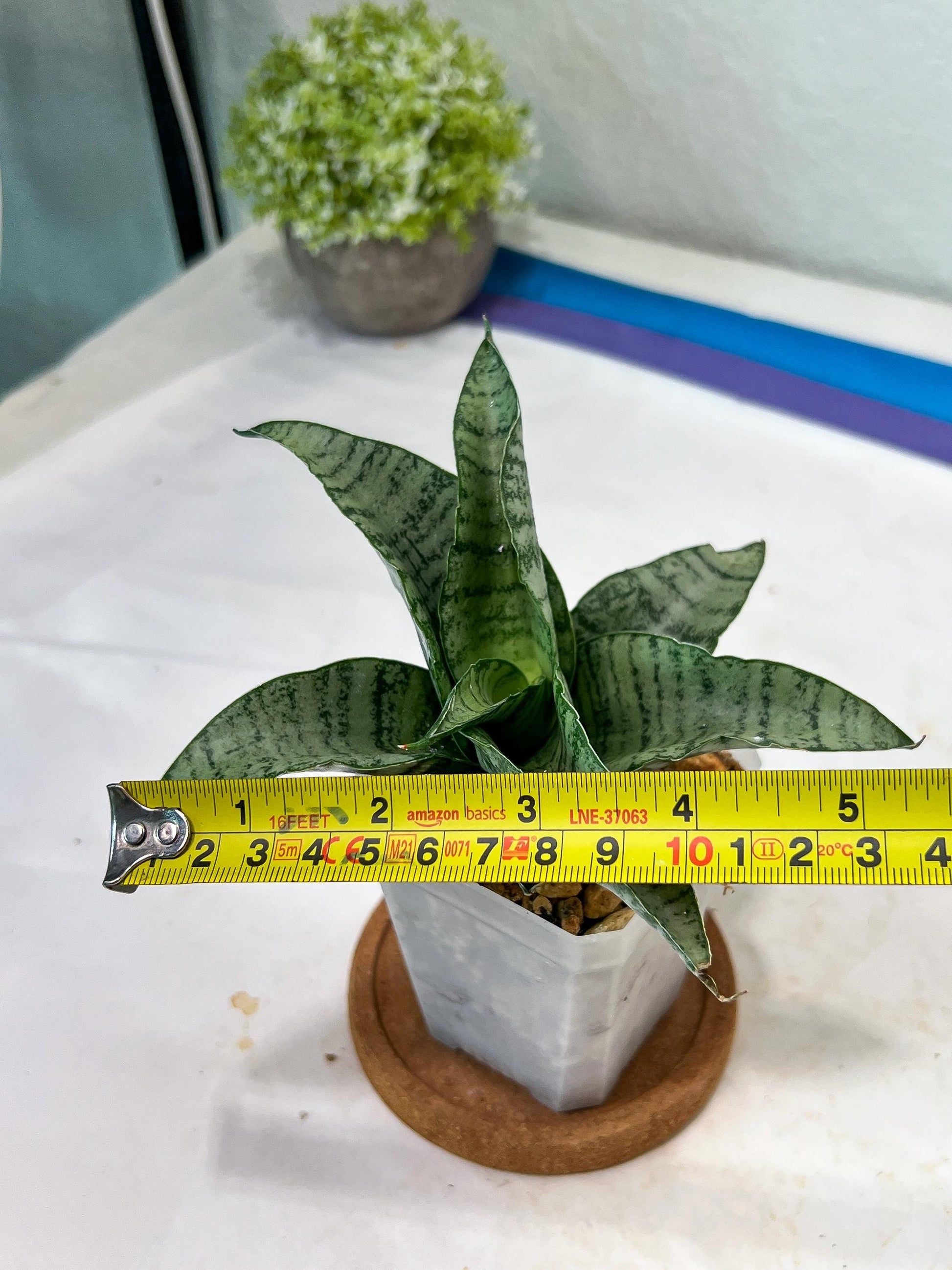 Sansevieria Tamara (#Ha87) | Imported Hybrids