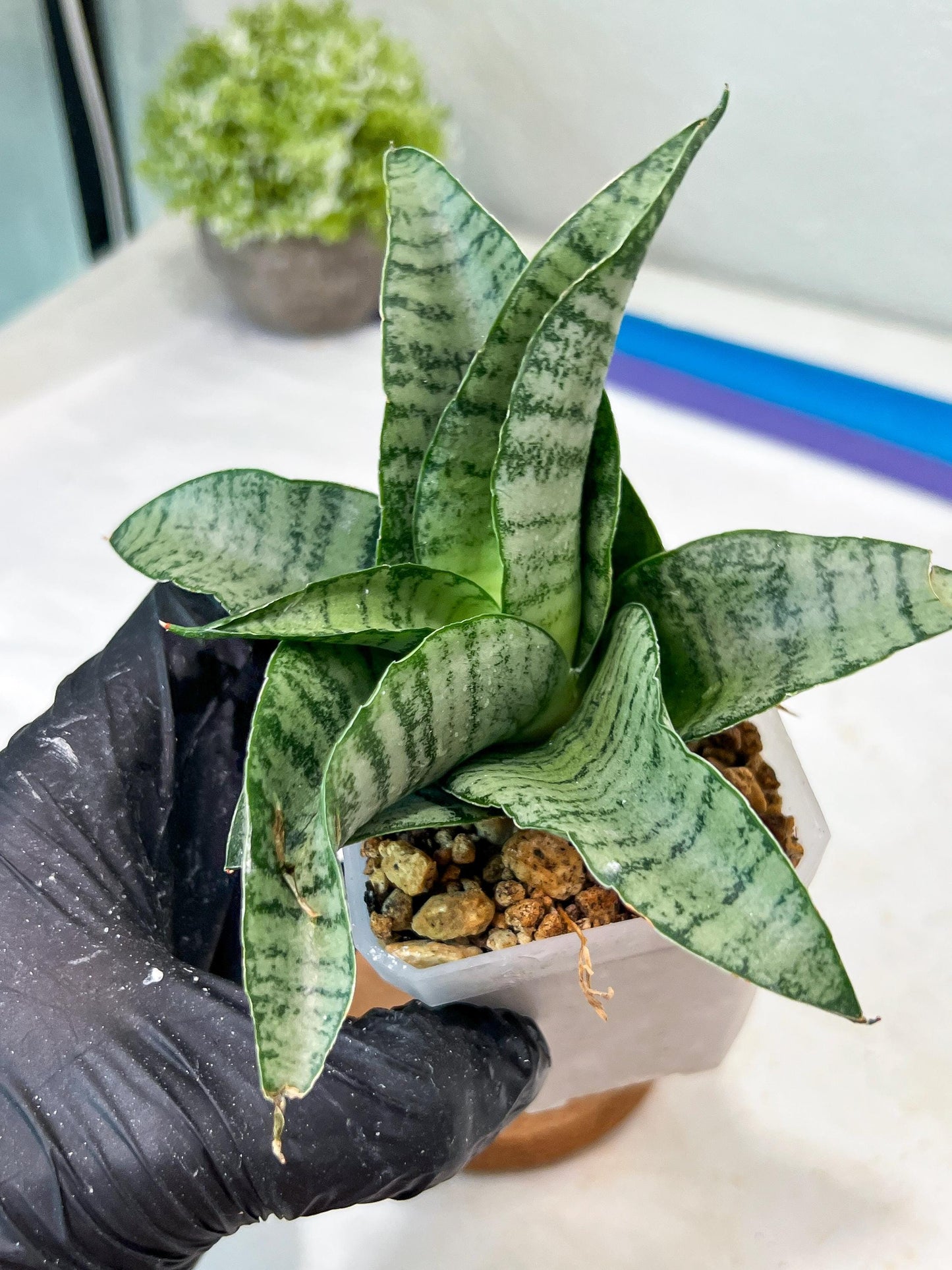 Sansevieria Tamara (#Ha87) | Imported Hybrids