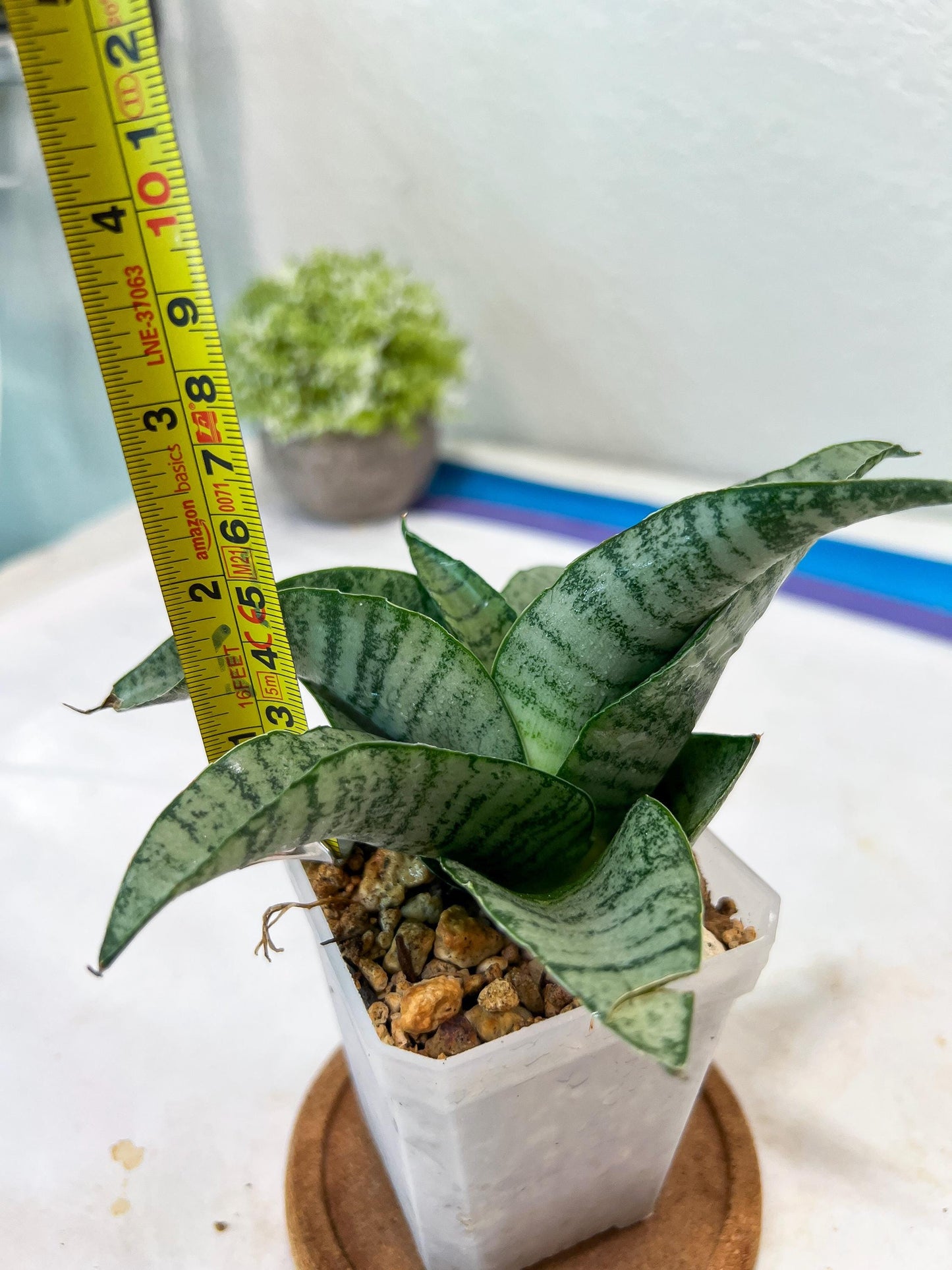 Sansevieria Tamara (#Ha87) | Imported Hybrids