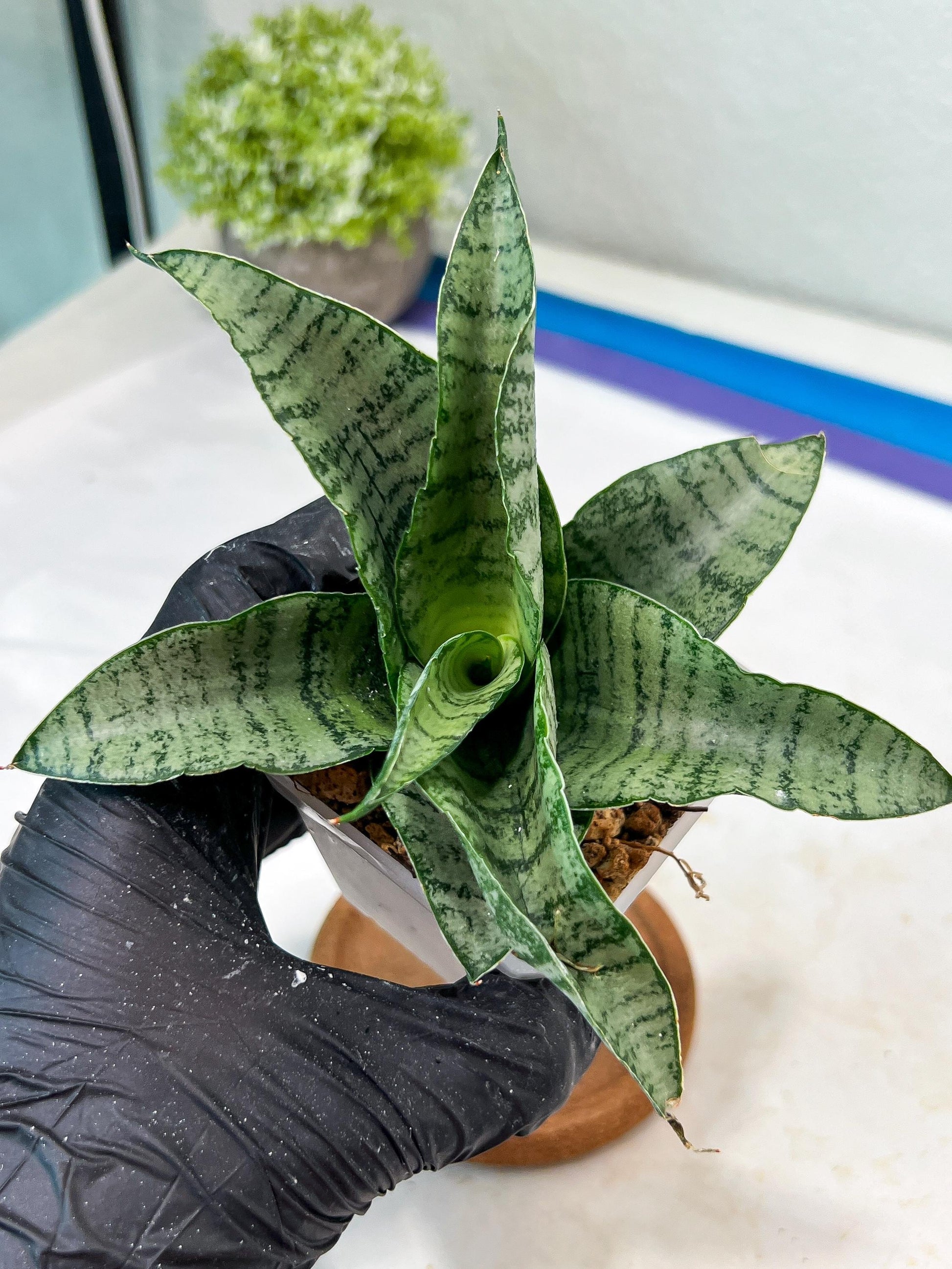 Sansevieria Tamara (#Ha87) | Imported Hybrids