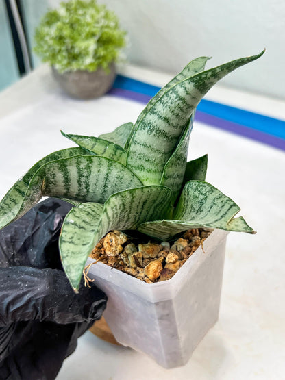 Sansevieria Tamara (#Ha87) | Imported Hybrids