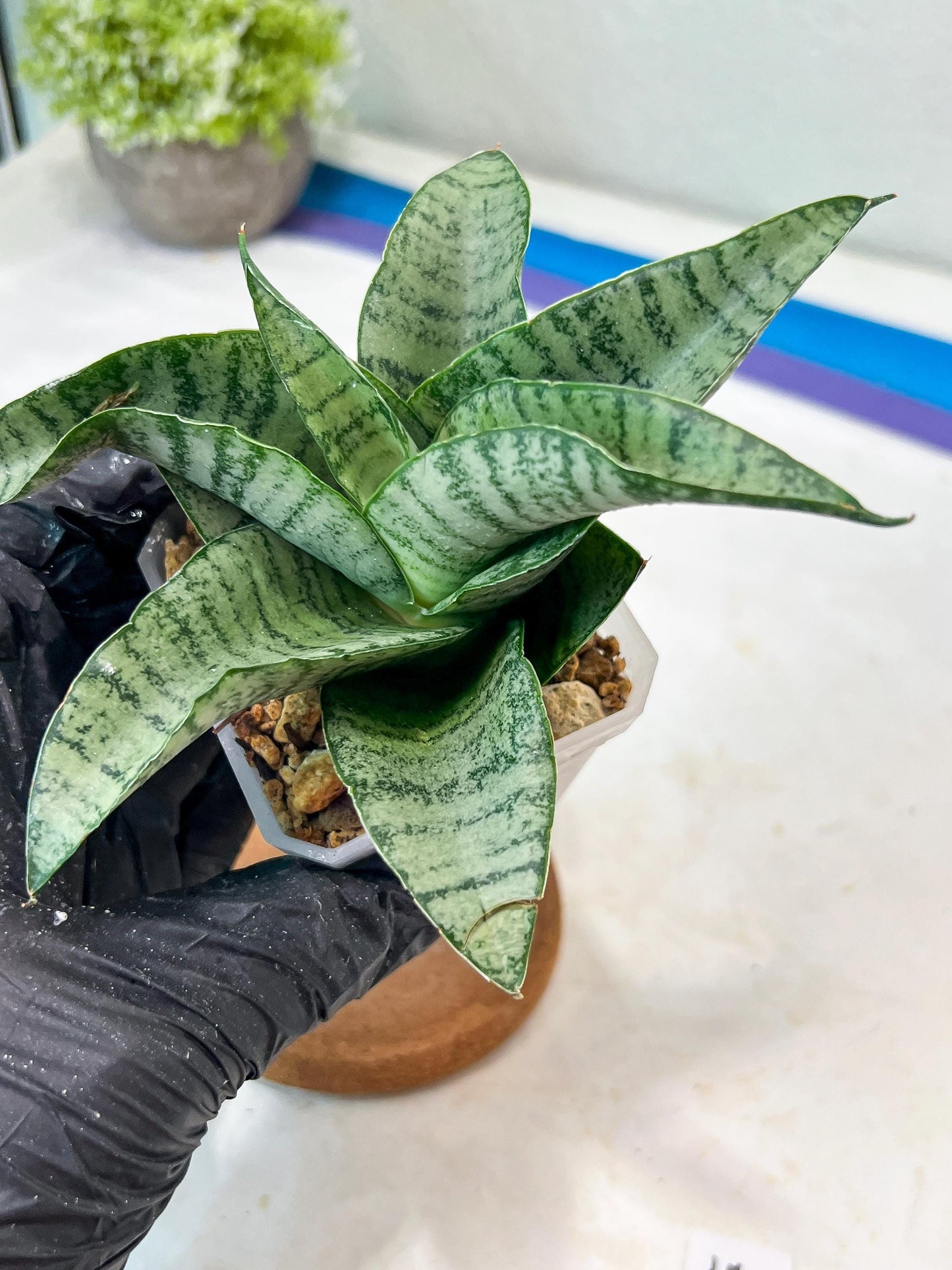 Sansevieria Tamara (#Ha87) | Imported Hybrids