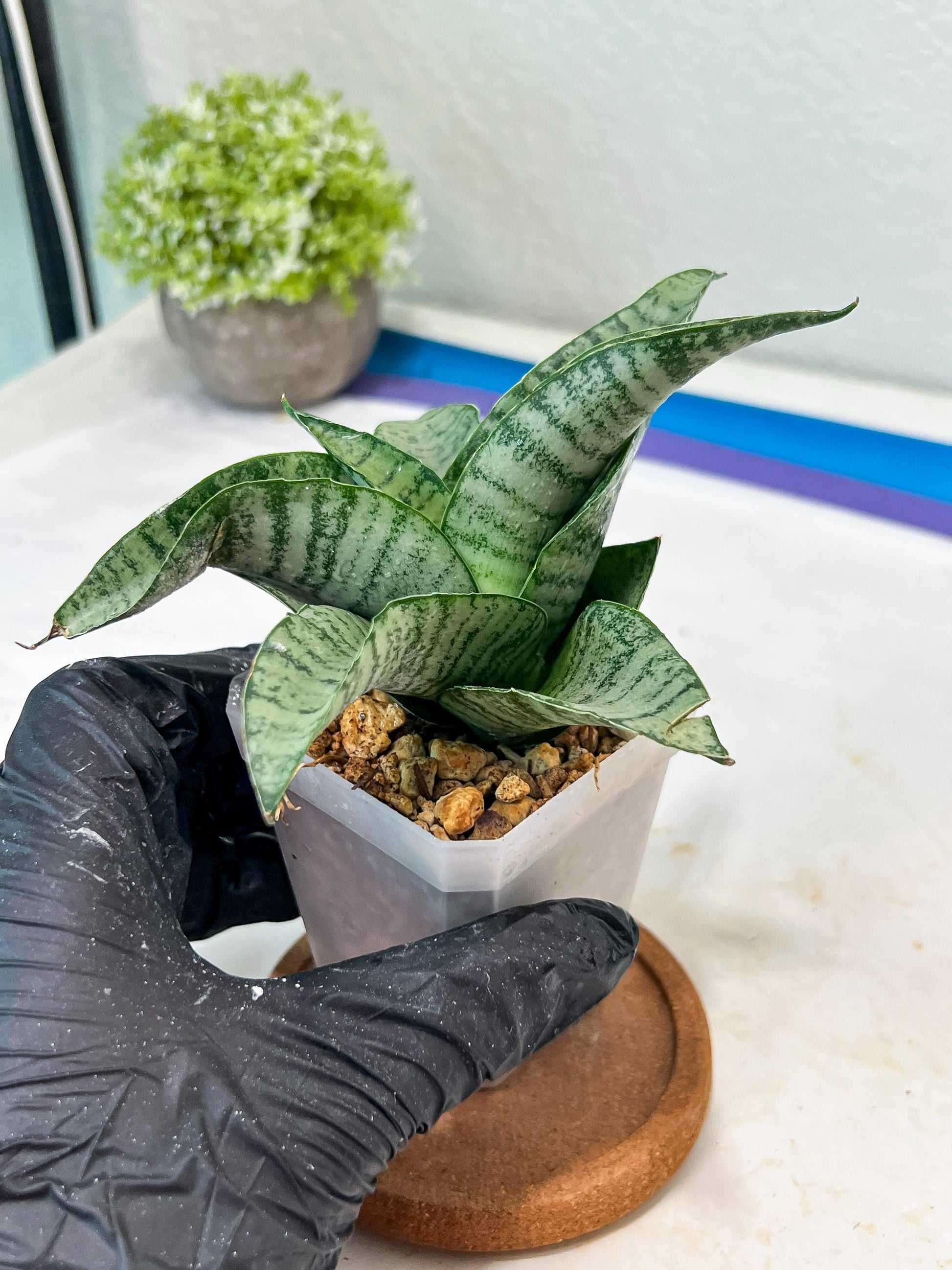 Sansevieria Tamara (#Ha87) | Imported Hybrids