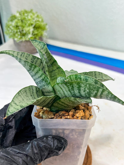 Sansevieria Tamara (#Ha87) | Imported Hybrids
