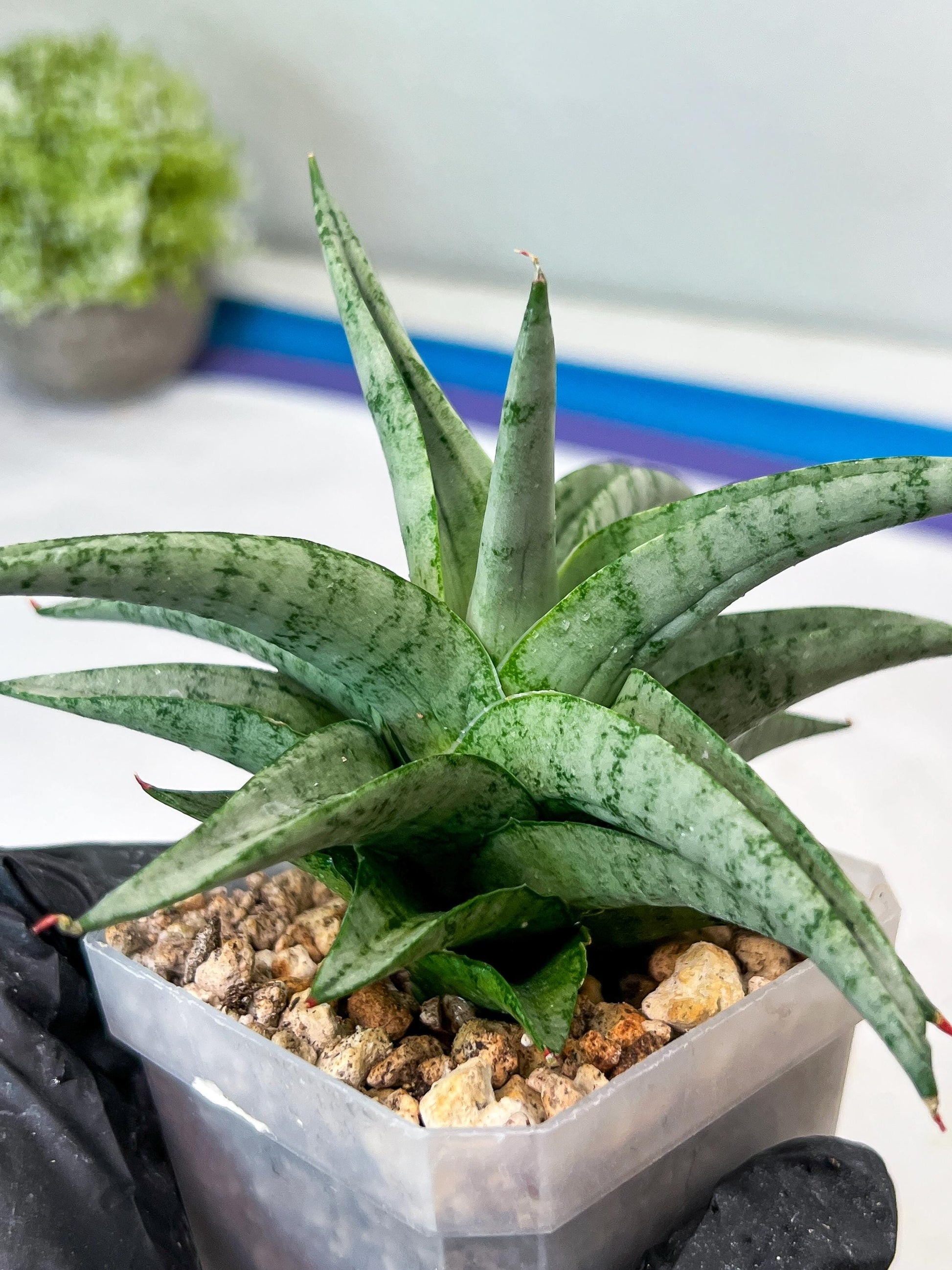 Sansevieria Via (#Ha89) | Imported Hybrids