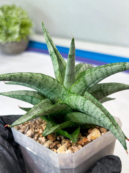 Sansevieria Via (#Ha89) | Imported Hybrids