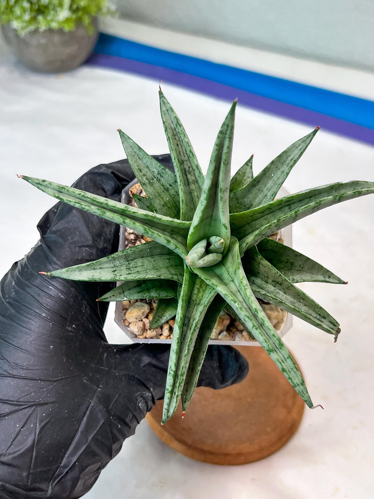 Sansevieria Via (#Ha89) | Imported Hybrids