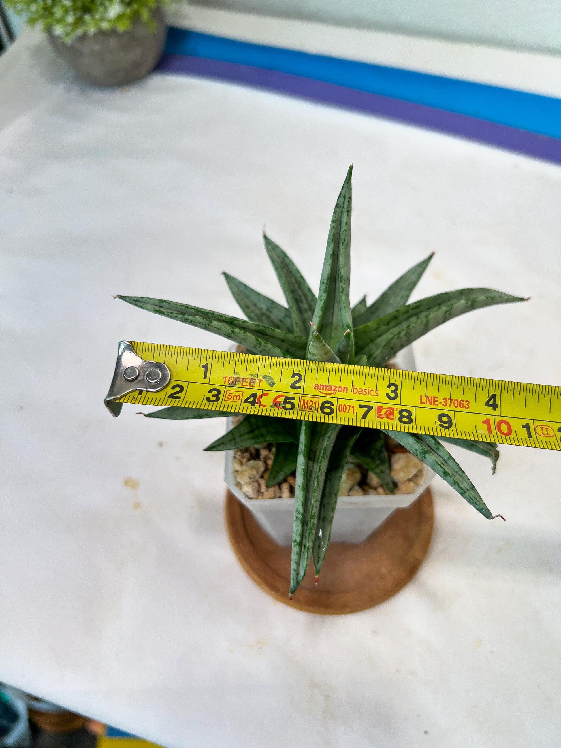 Sansevieria Via (#Ha89) | Imported Hybrids