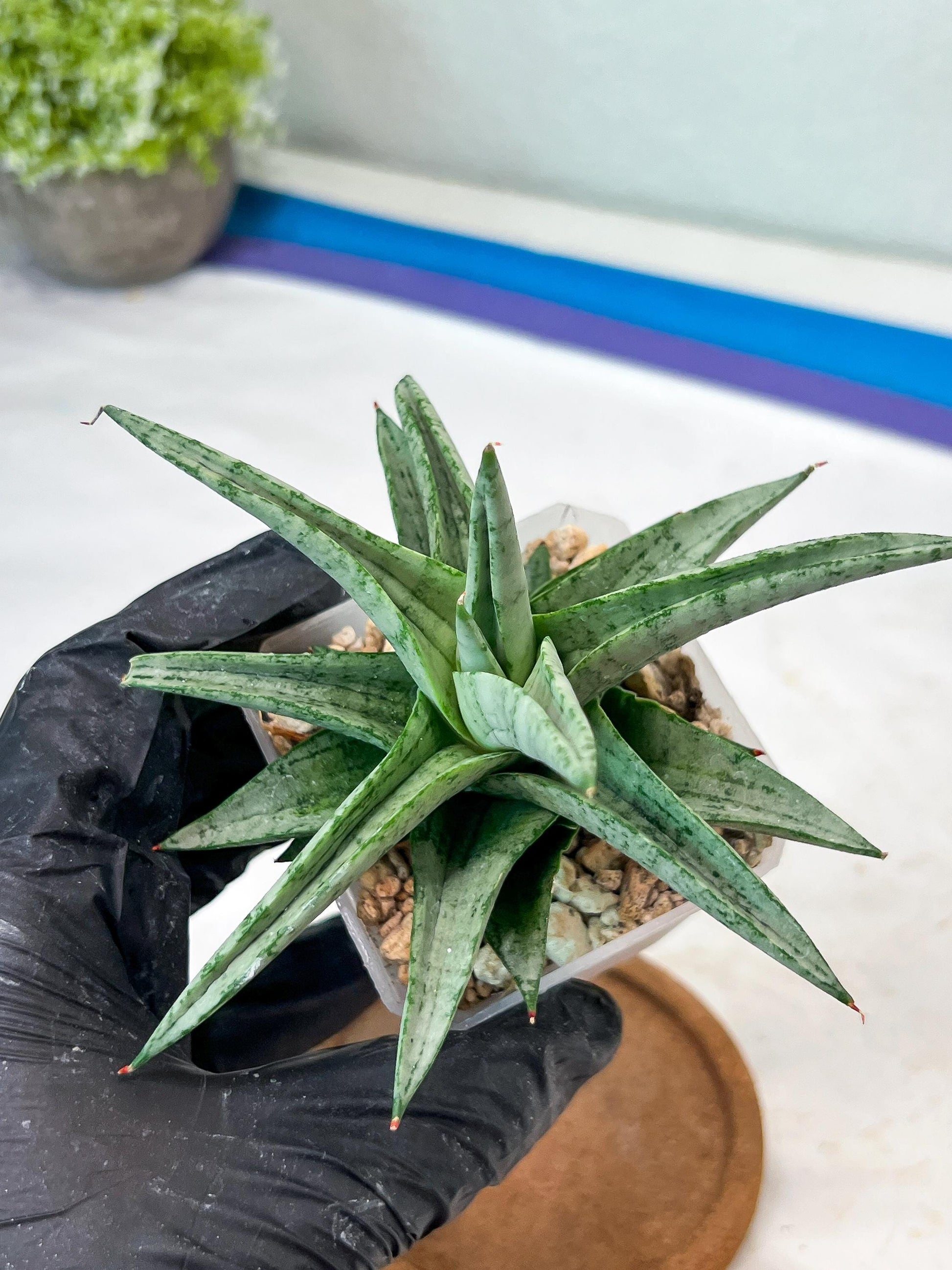 Sansevieria Via (#Ha89) | Imported Hybrids