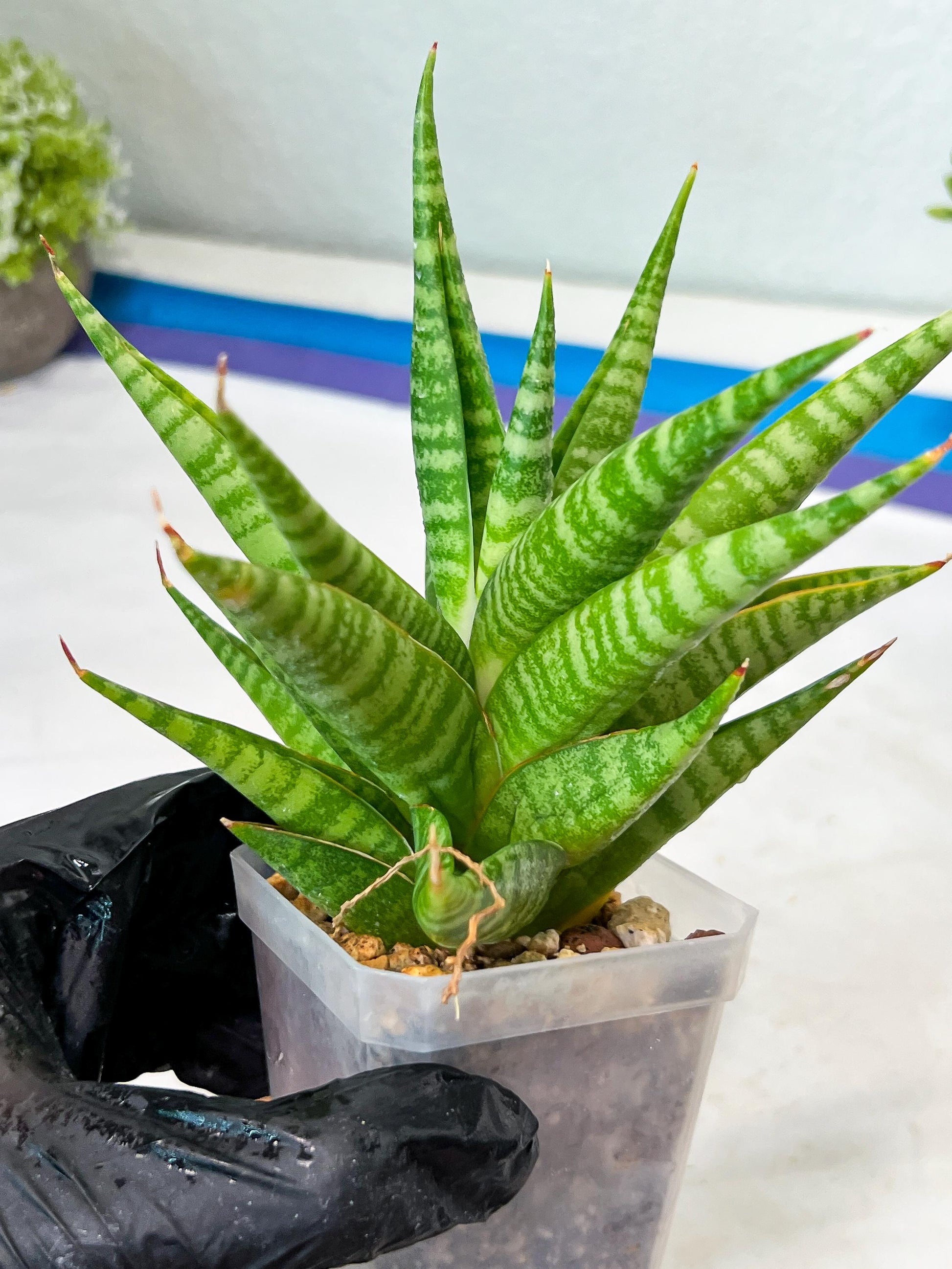 Sansevieria Wali (#Ha90) | Imported Hybrids