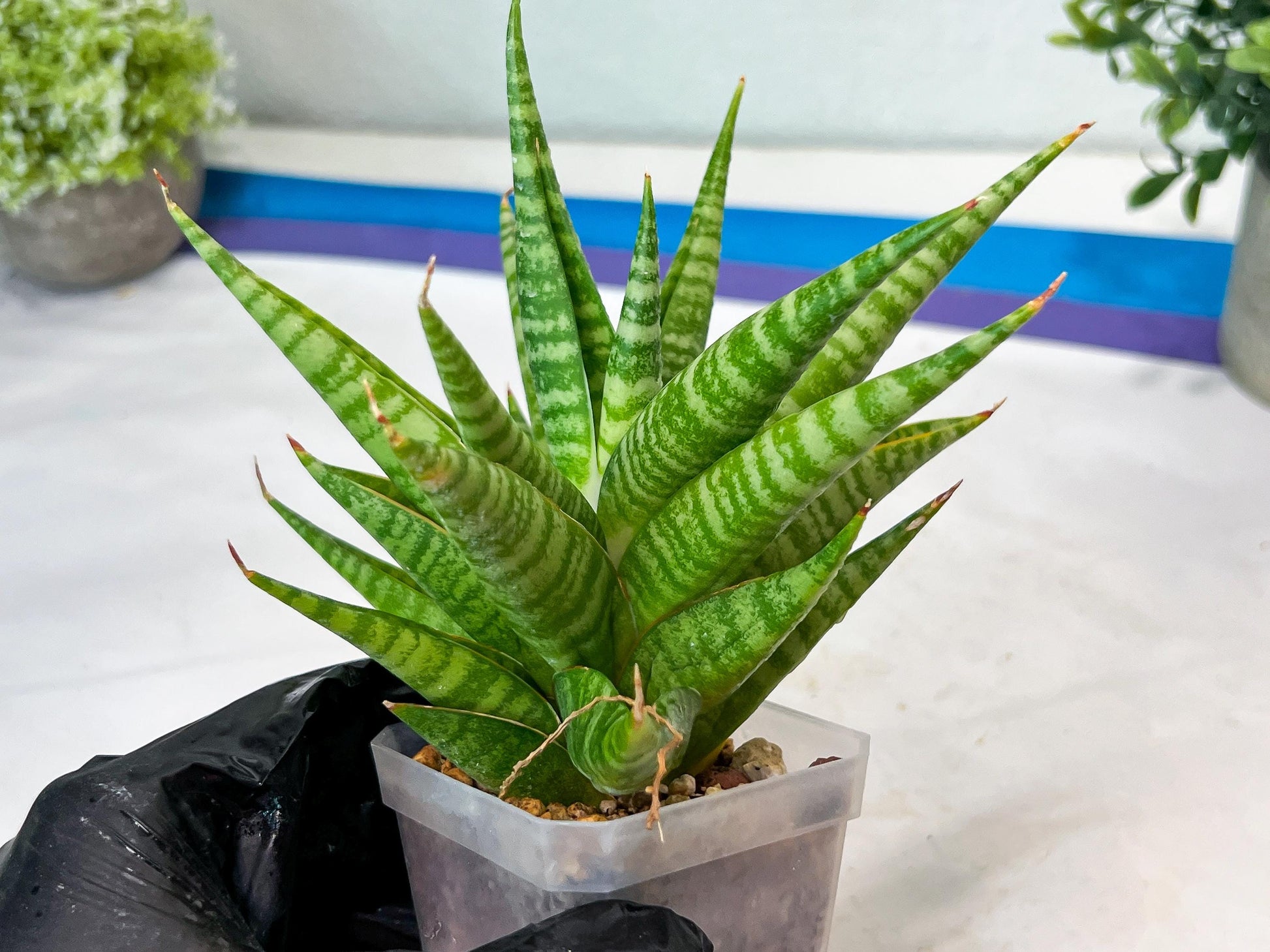 Sansevieria Wali (#Ha90) | Imported Hybrids