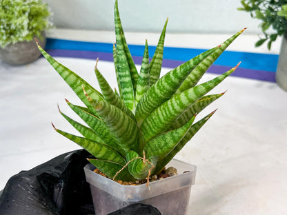 Sansevieria Wali (#Ha90) | Imported Hybrids