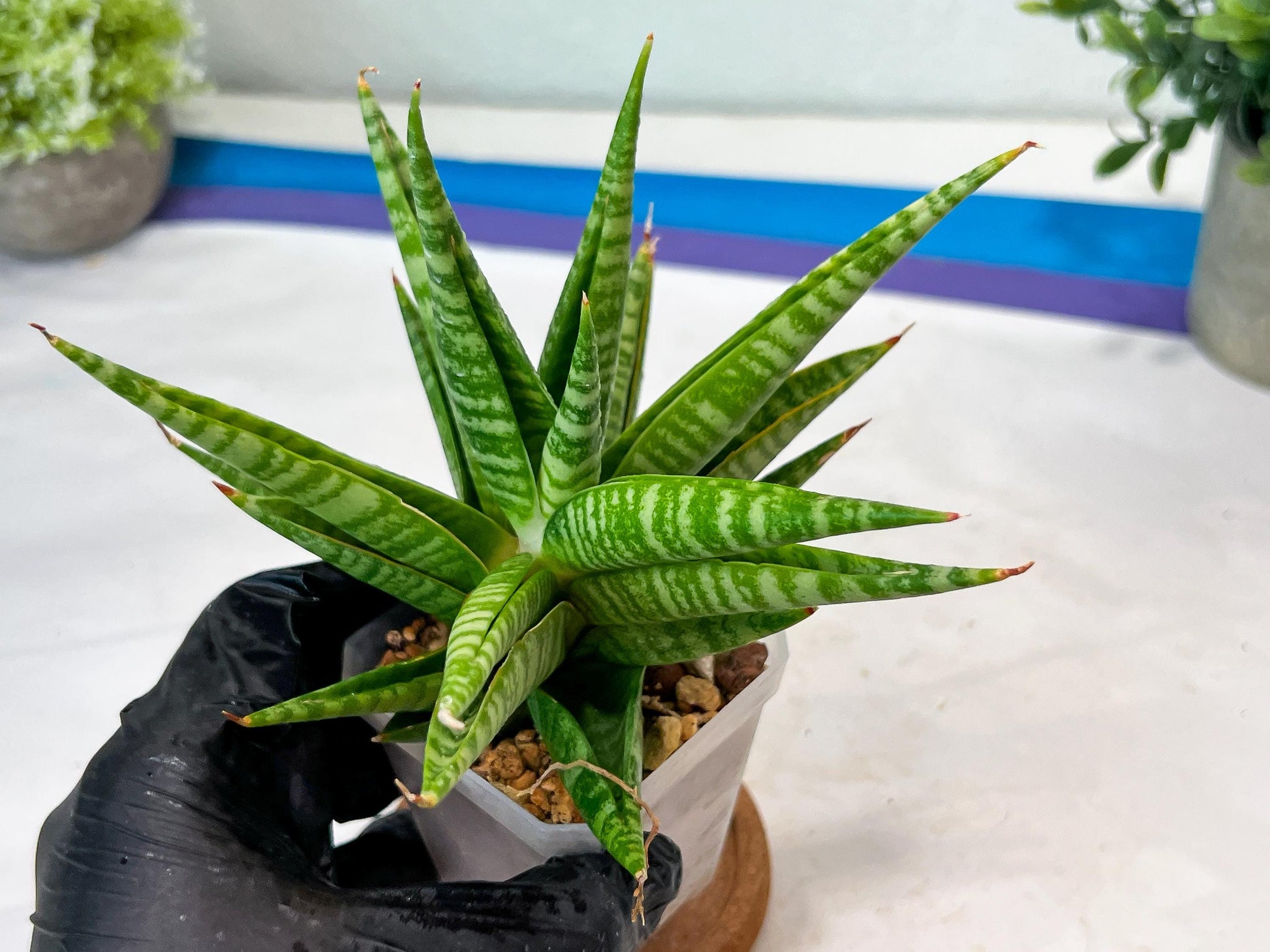 Sansevieria Wali (#Ha90) | Imported Hybrids