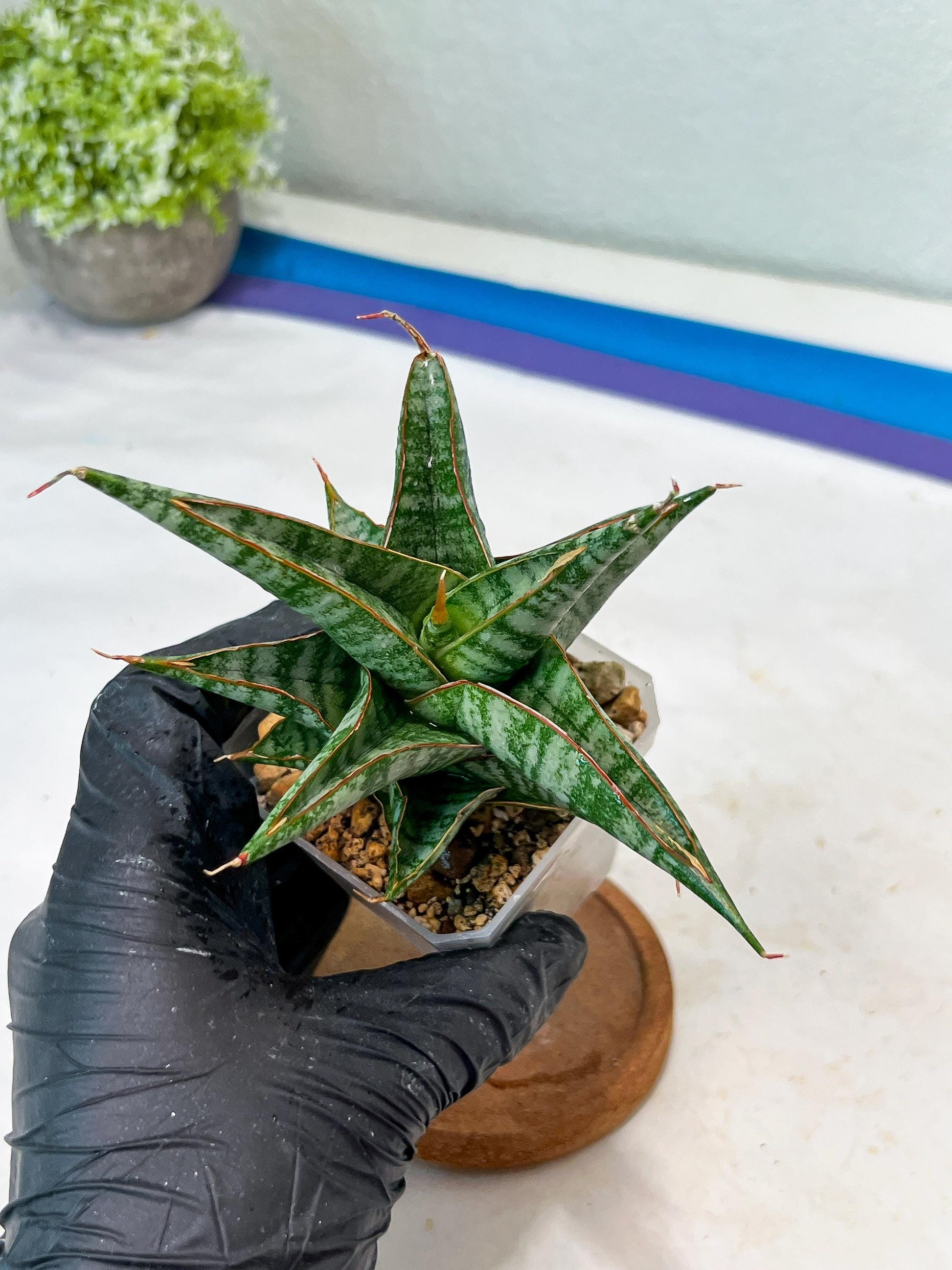 Sansevieria Ghuto Hybrid (#Ha92) | Imported Plant