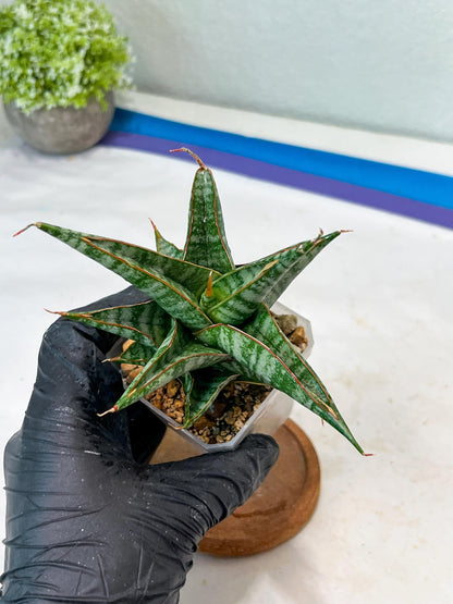 Sansevieria Ghuto Hybrid (#Ha92) | Imported Plant