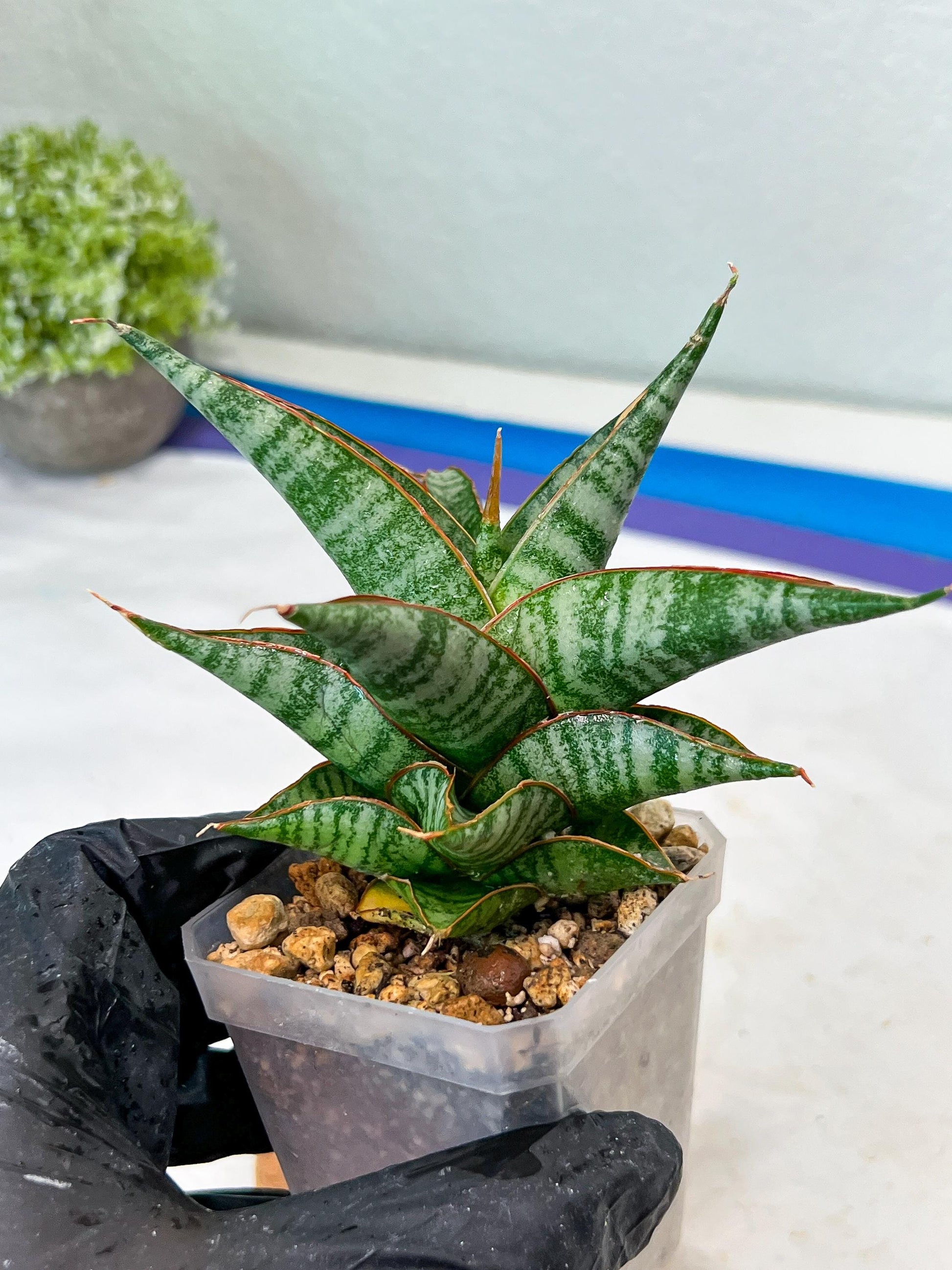 Sansevieria Ghuto Hybrid (#Ha92) | Imported Plant