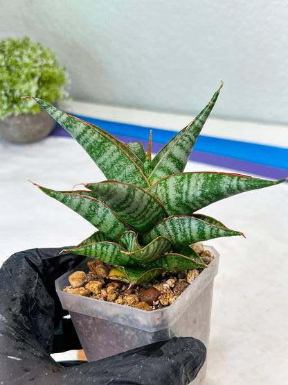 Sansevieria Ghuto Hybrid (#Ha92) | Imported Plant