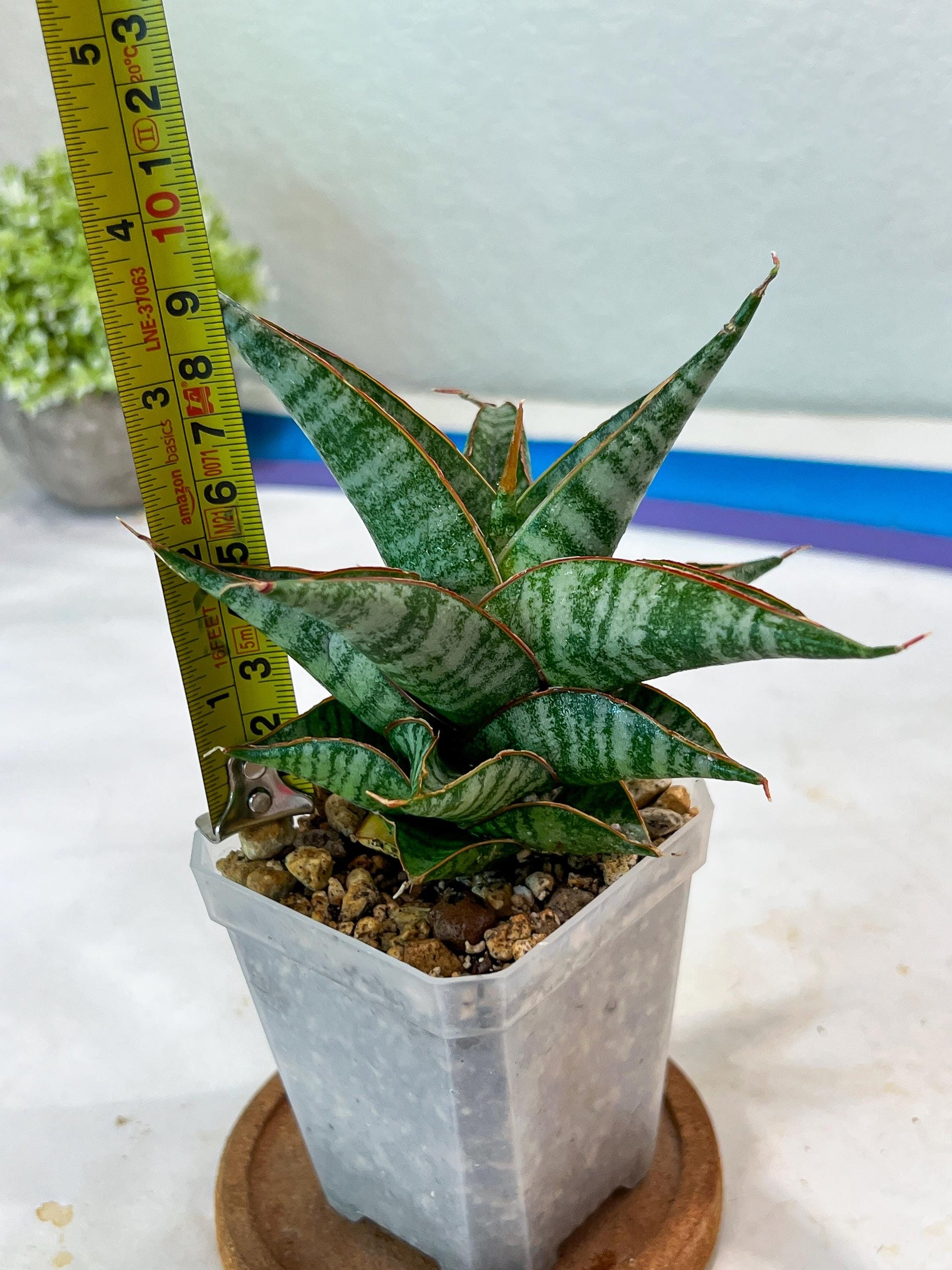 Sansevieria Ghuto Hybrid (#Ha92) | Imported Plant