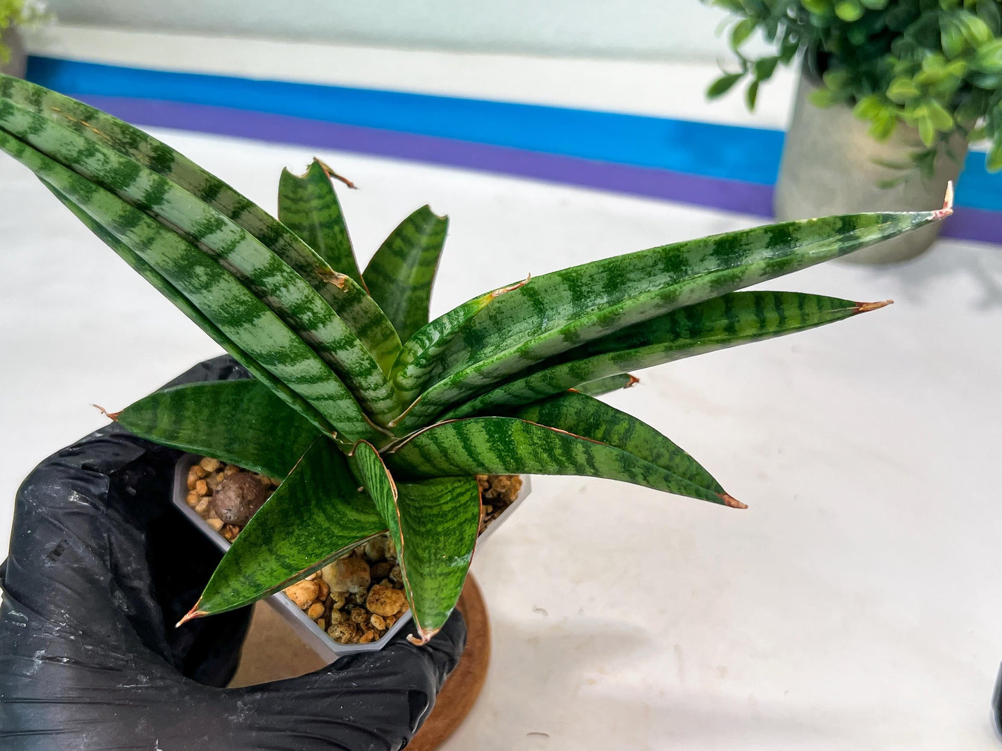 Sansevieria Anita (#Ha97) | Imported Plant