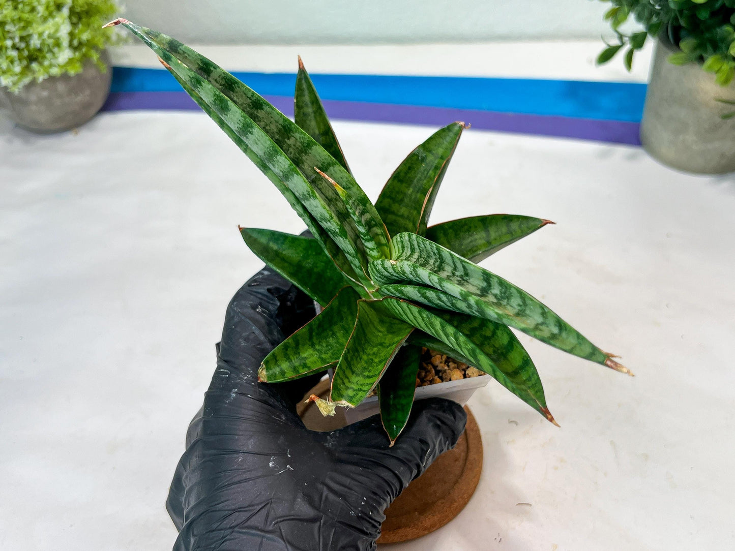Sansevieria Anita (#Ha97) | Imported Plant