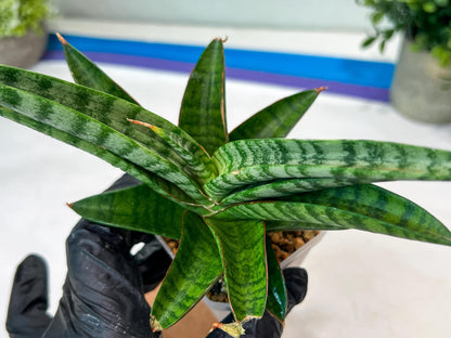 Sansevieria Anita (#Ha97) | Imported Plant
